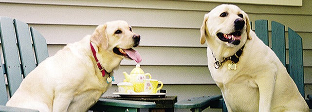 Abby and Danny the yellow Labradors having a tea party