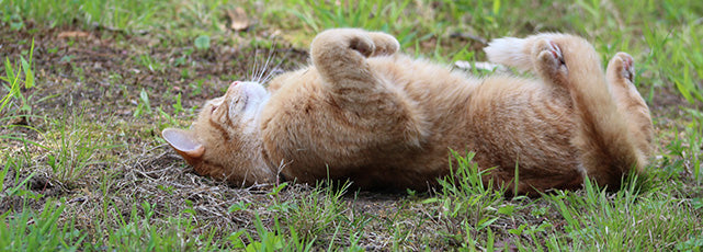 Lola the cat rolling happily in the grass
