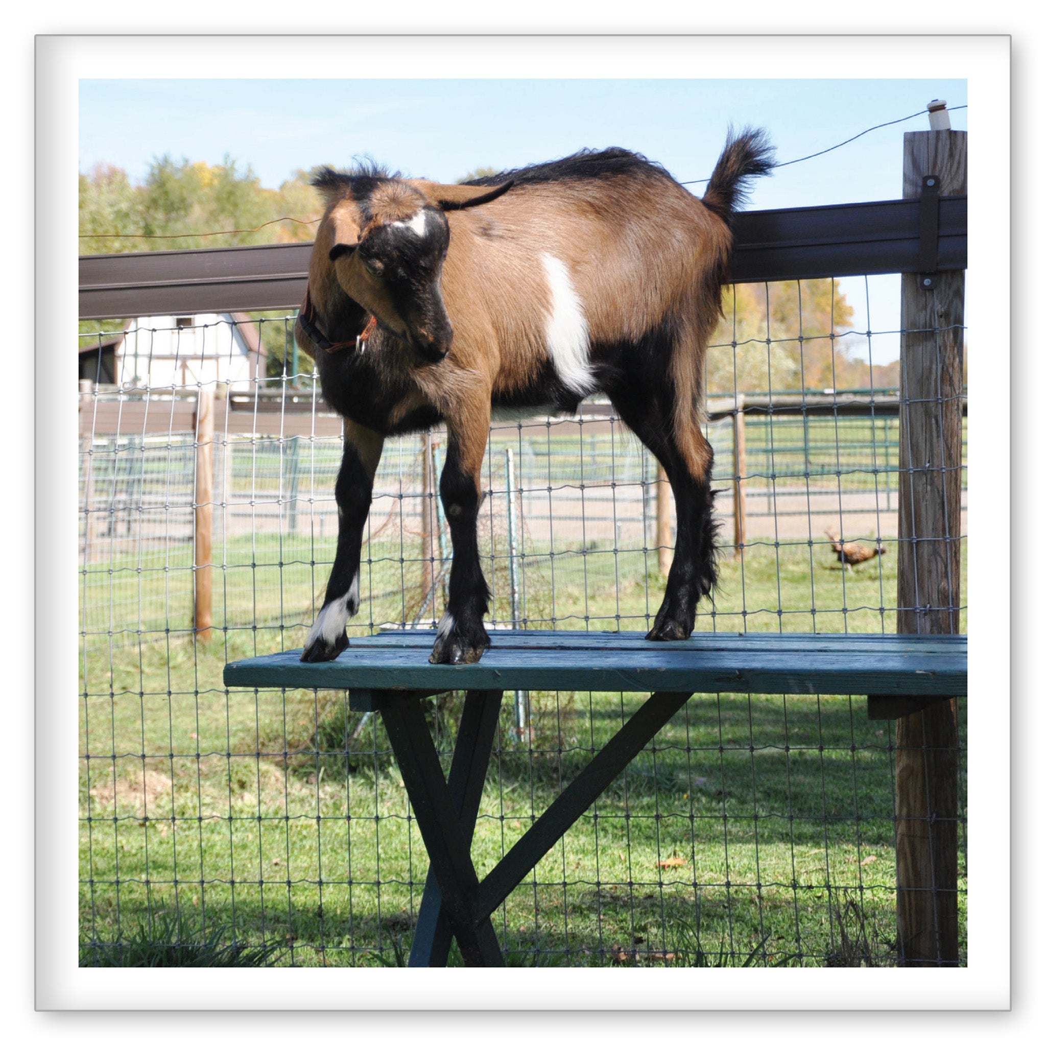 A Goat