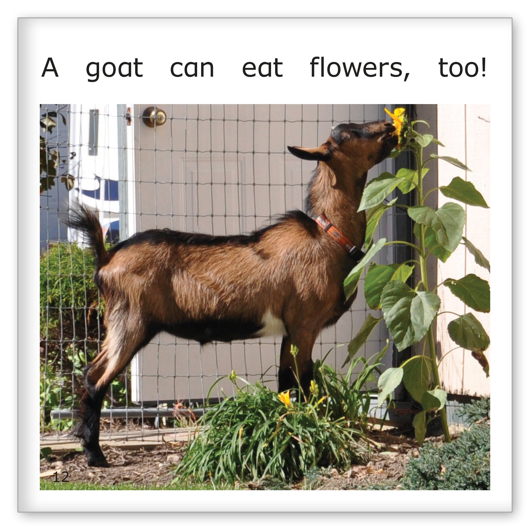 A Goat