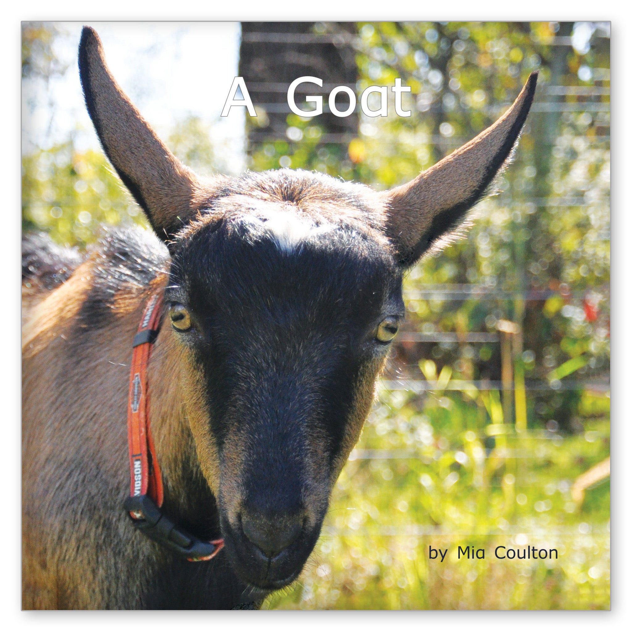 A Goat from Favorite Farm Animals