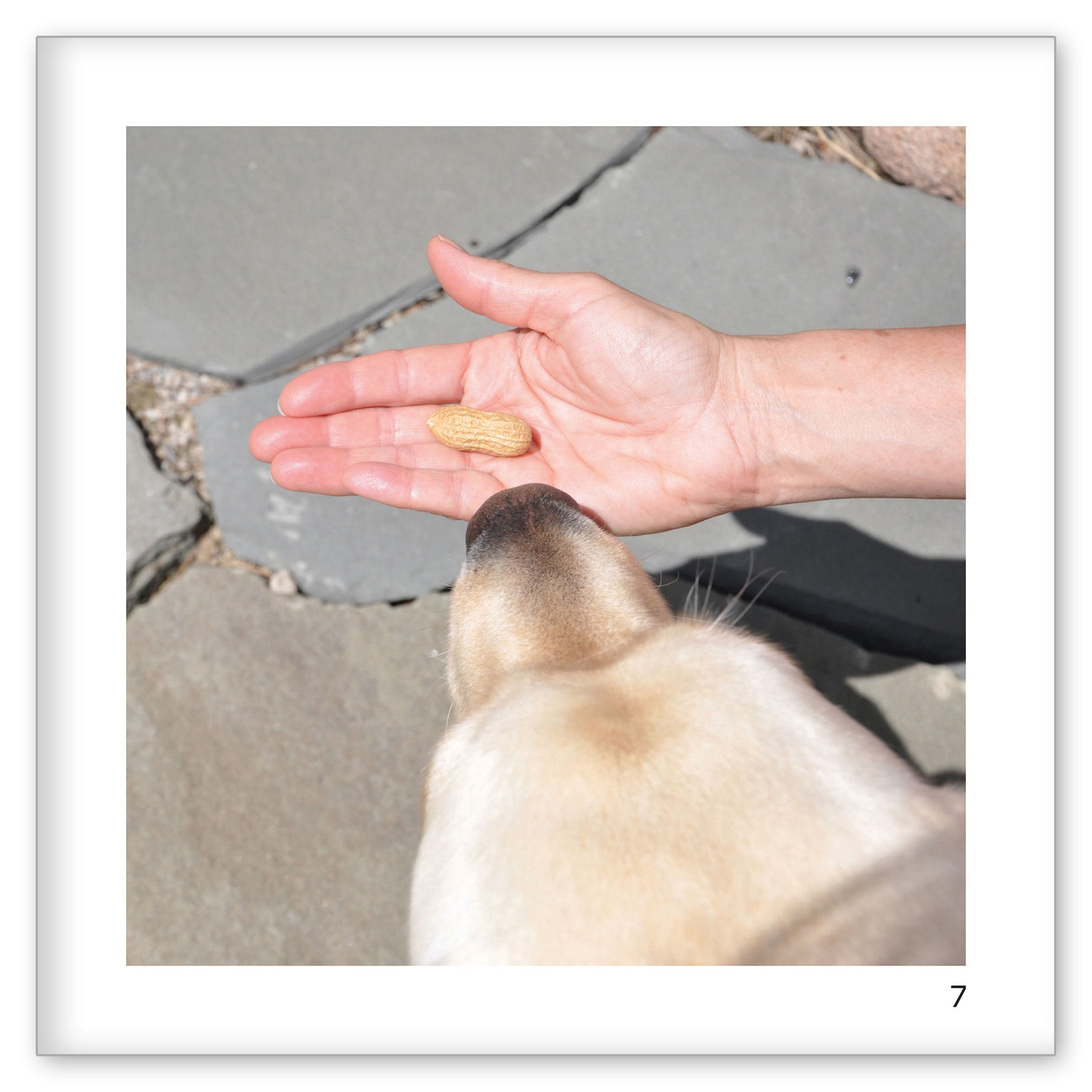 A Peanut for the Little Chipmunk