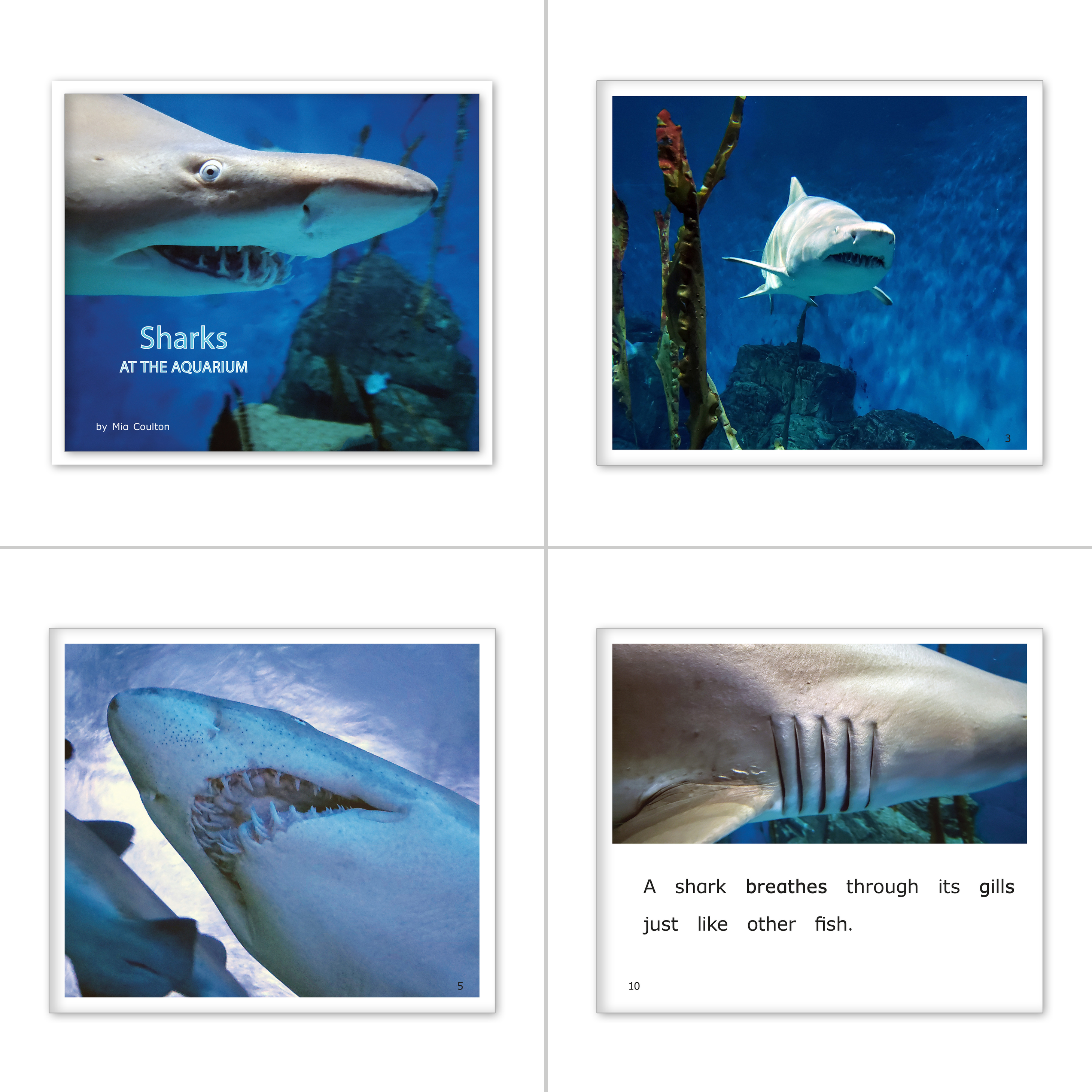 Aquarium Collection