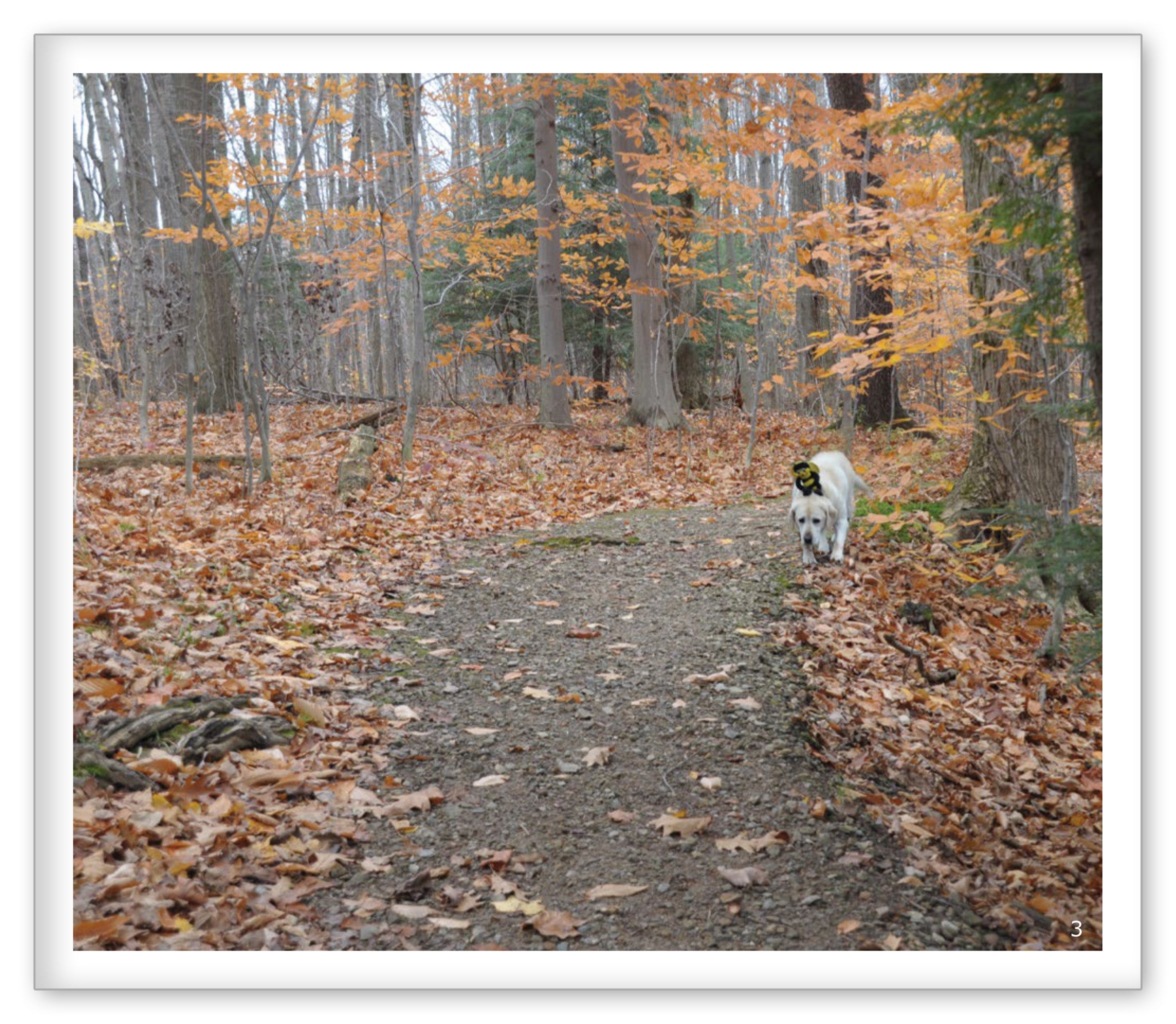 Autumn in the Woods