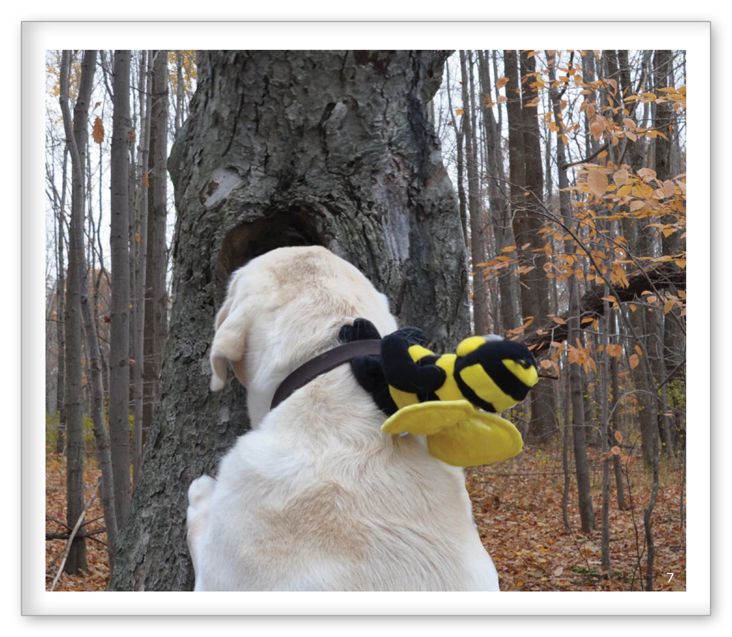 Autumn in the Woods