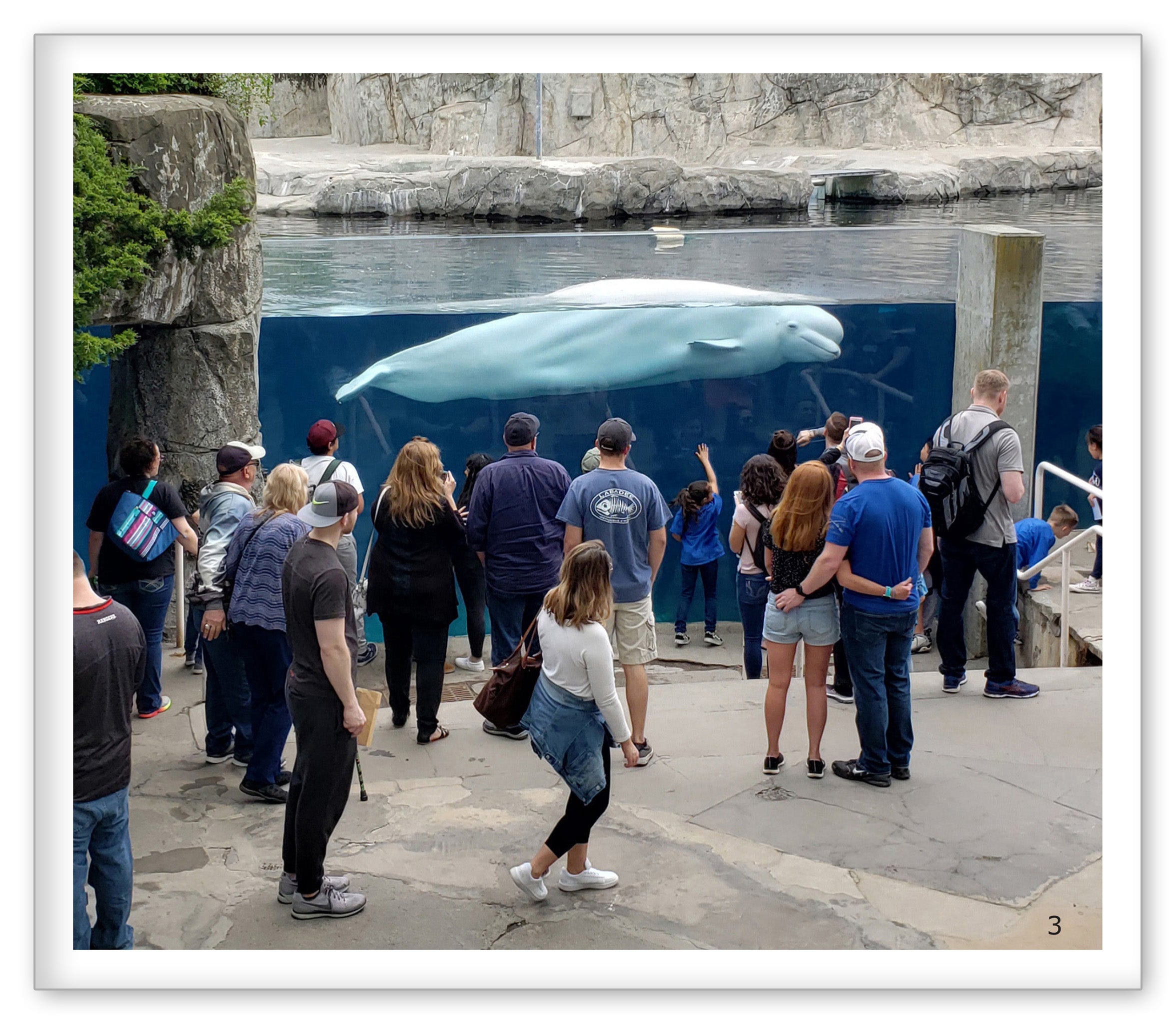 Beluga Whales at the Aquarium