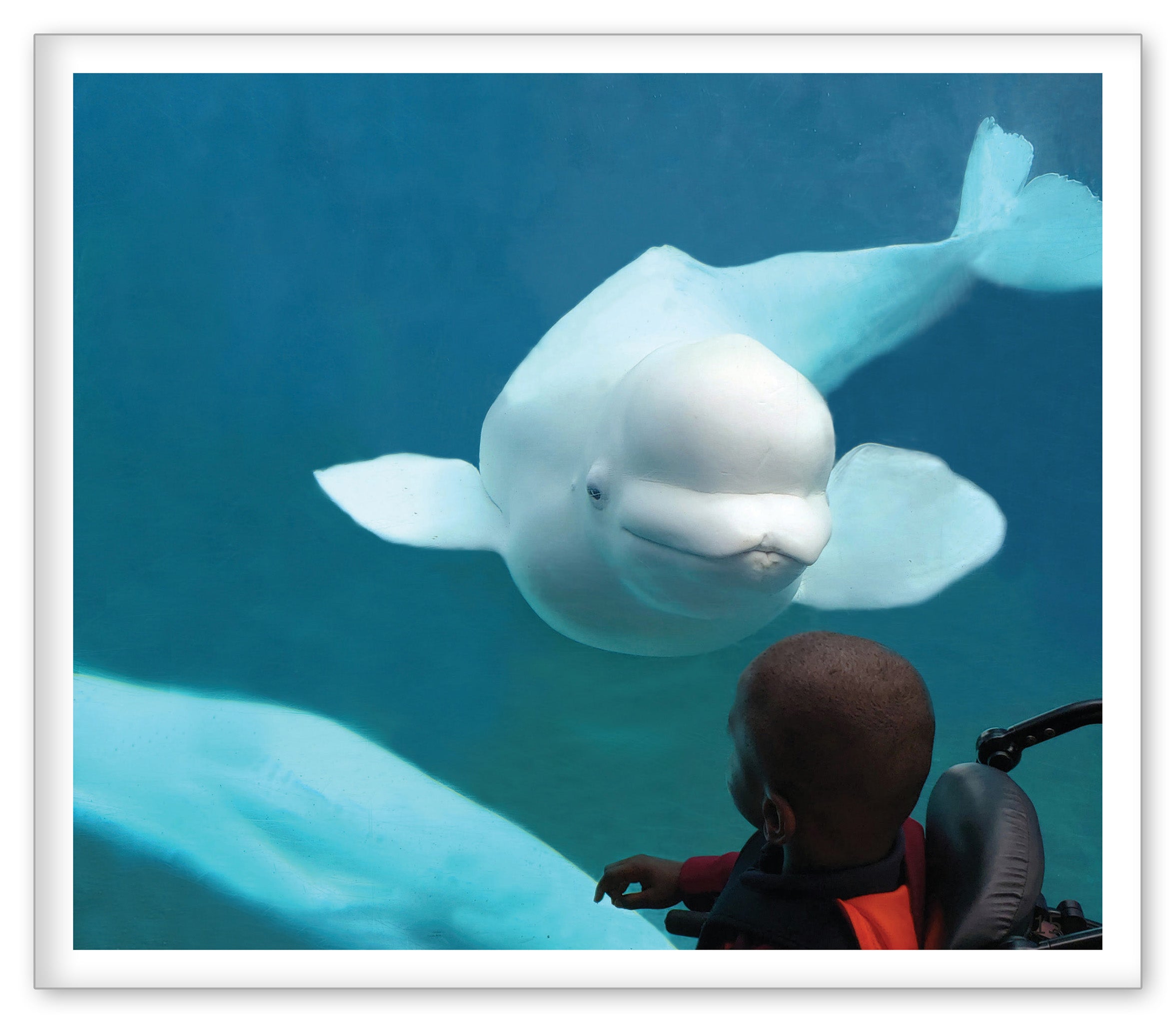 Beluga Whales at the Aquarium