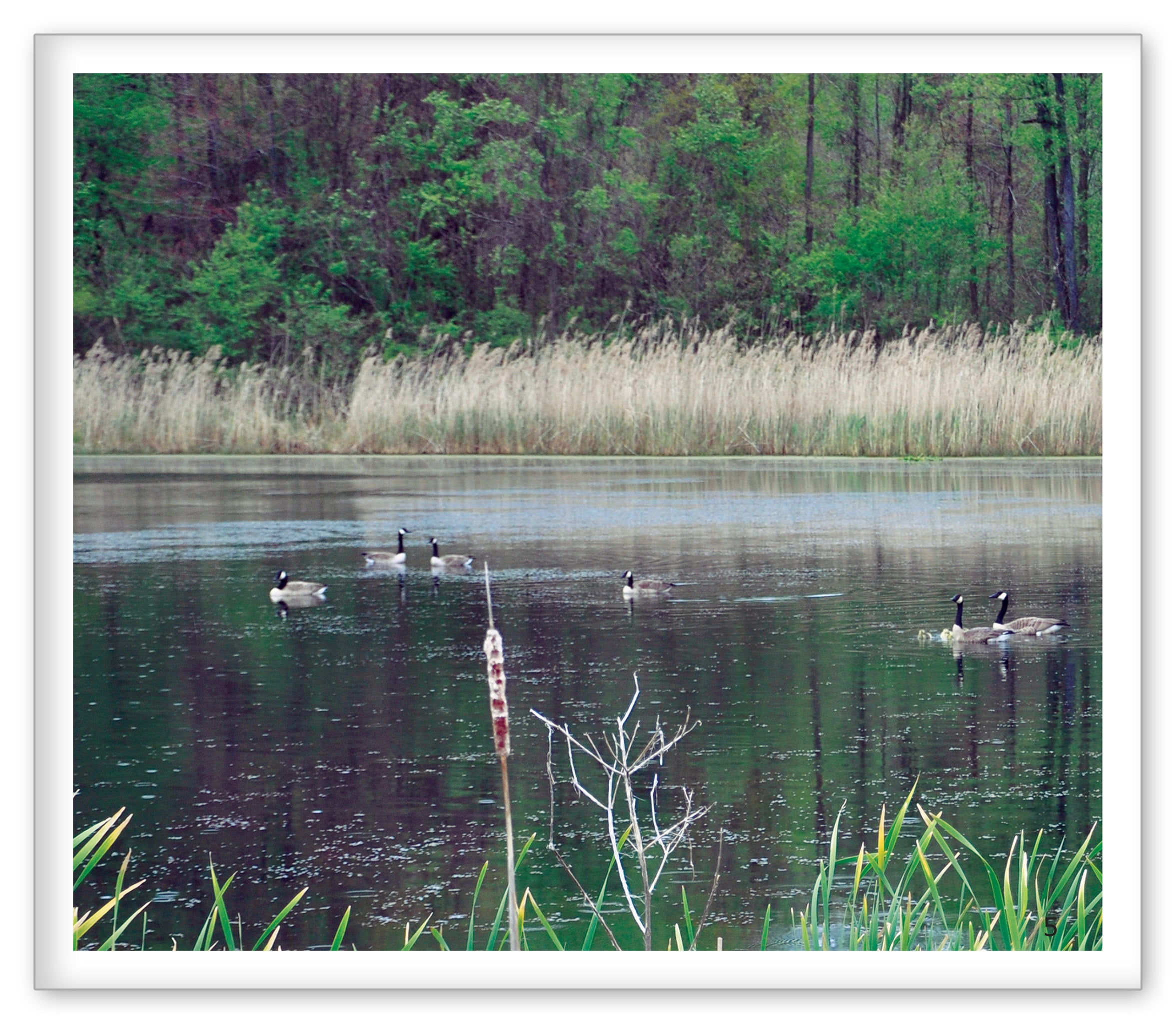 Birds Around the Pond