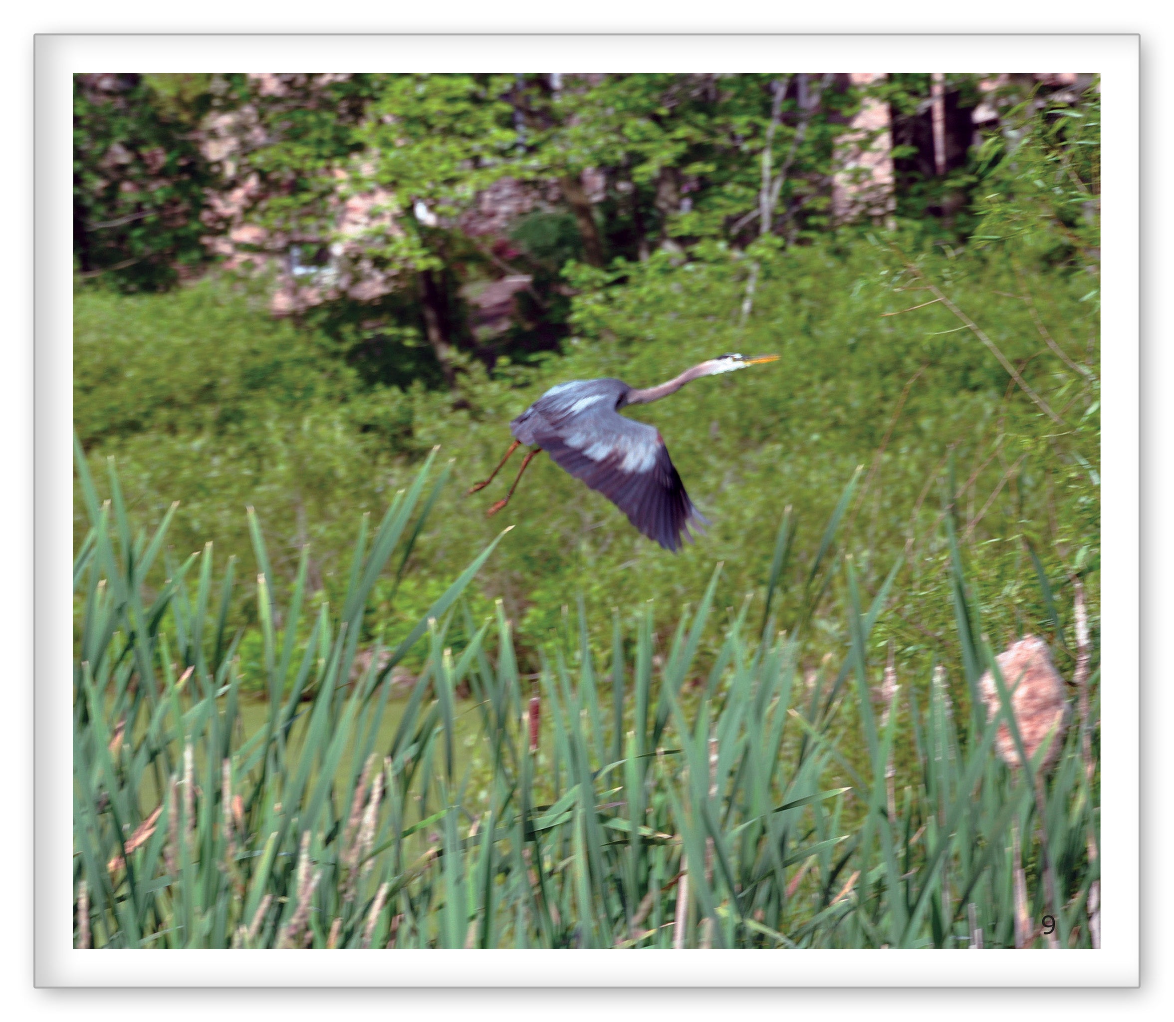 Birds Around the Pond