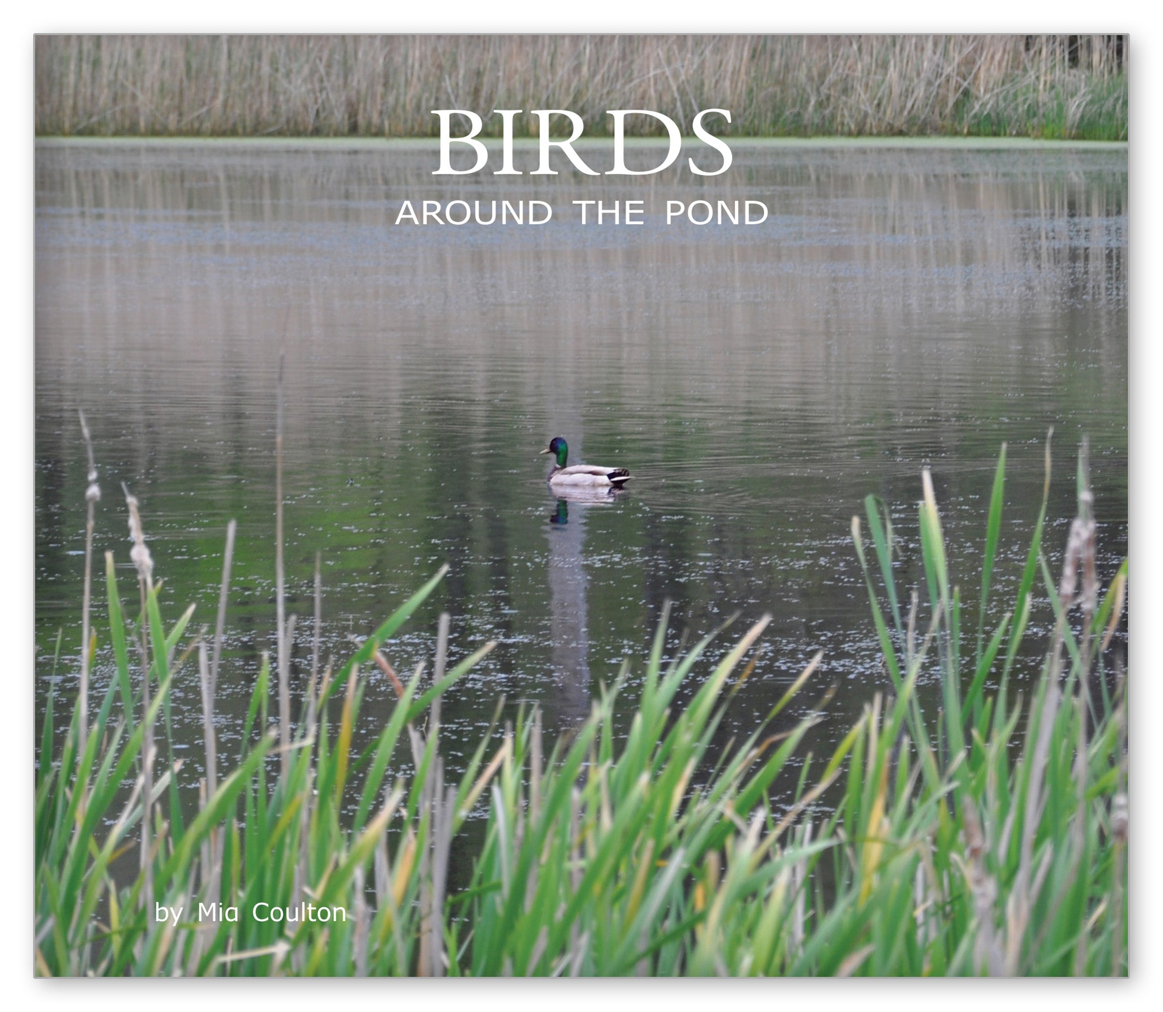 Birds Around the Pond from Around the Pond