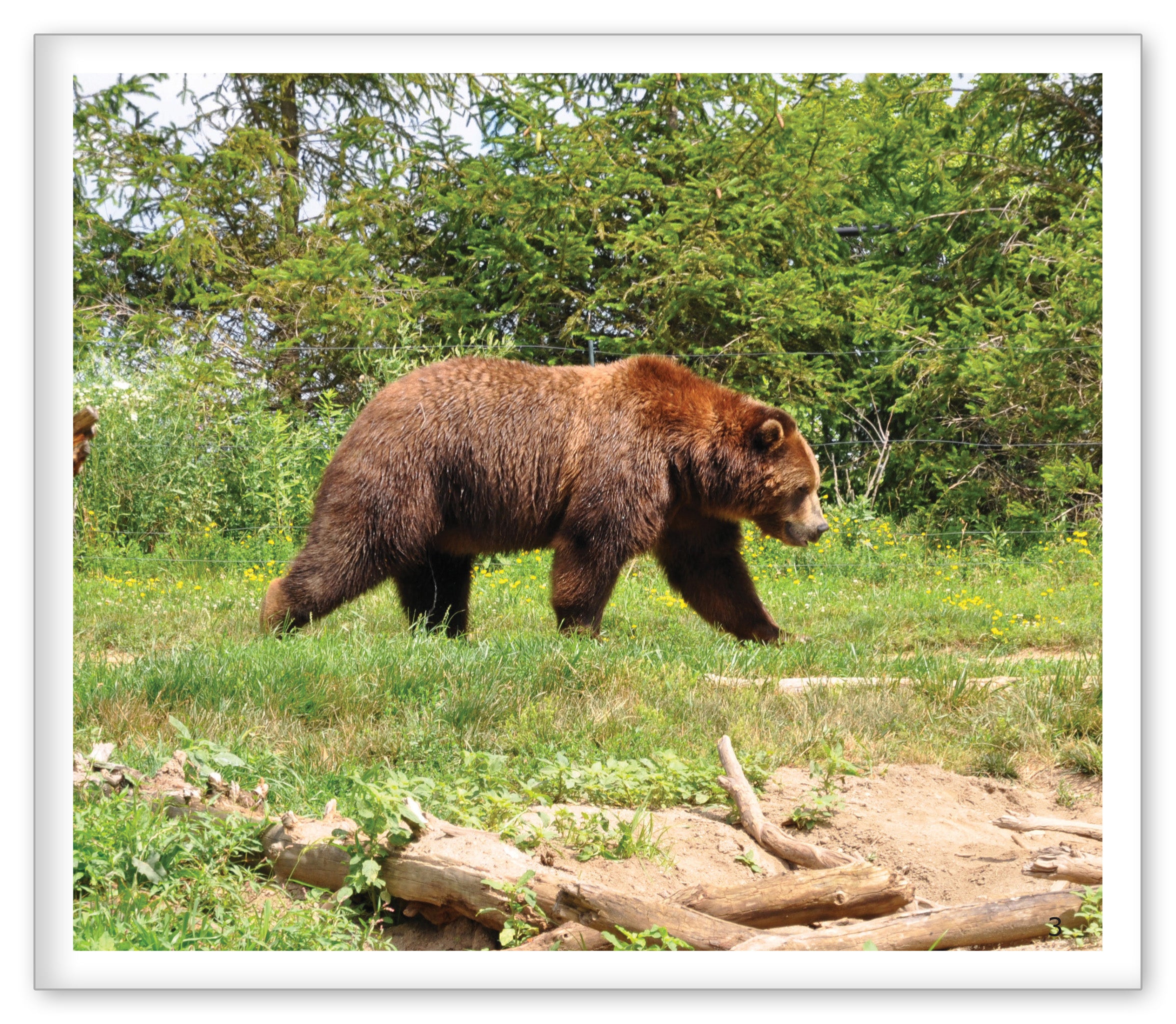 Brown Bears at the Zoo