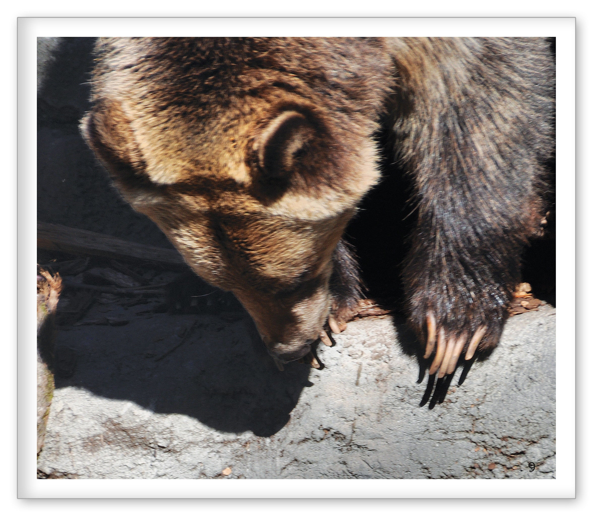 Brown Bears at the Zoo