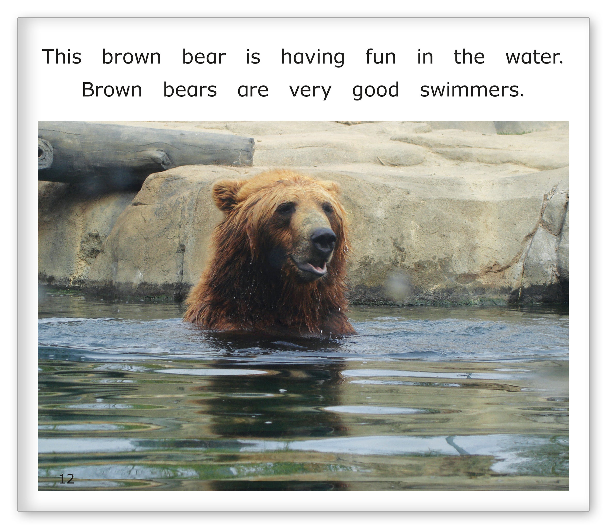 Brown Bears at the Zoo