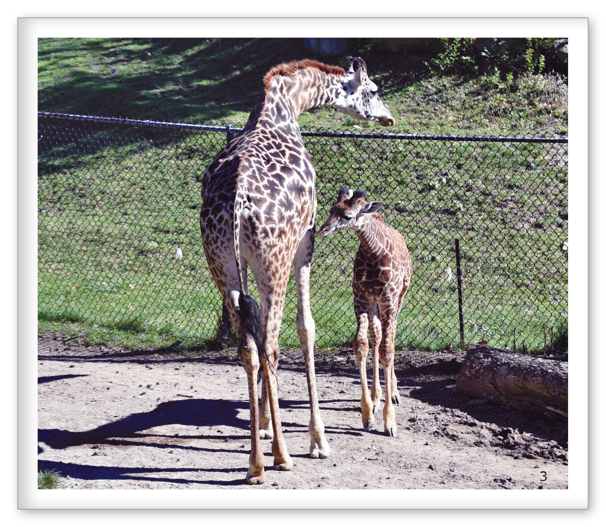 Calves at the Zoo