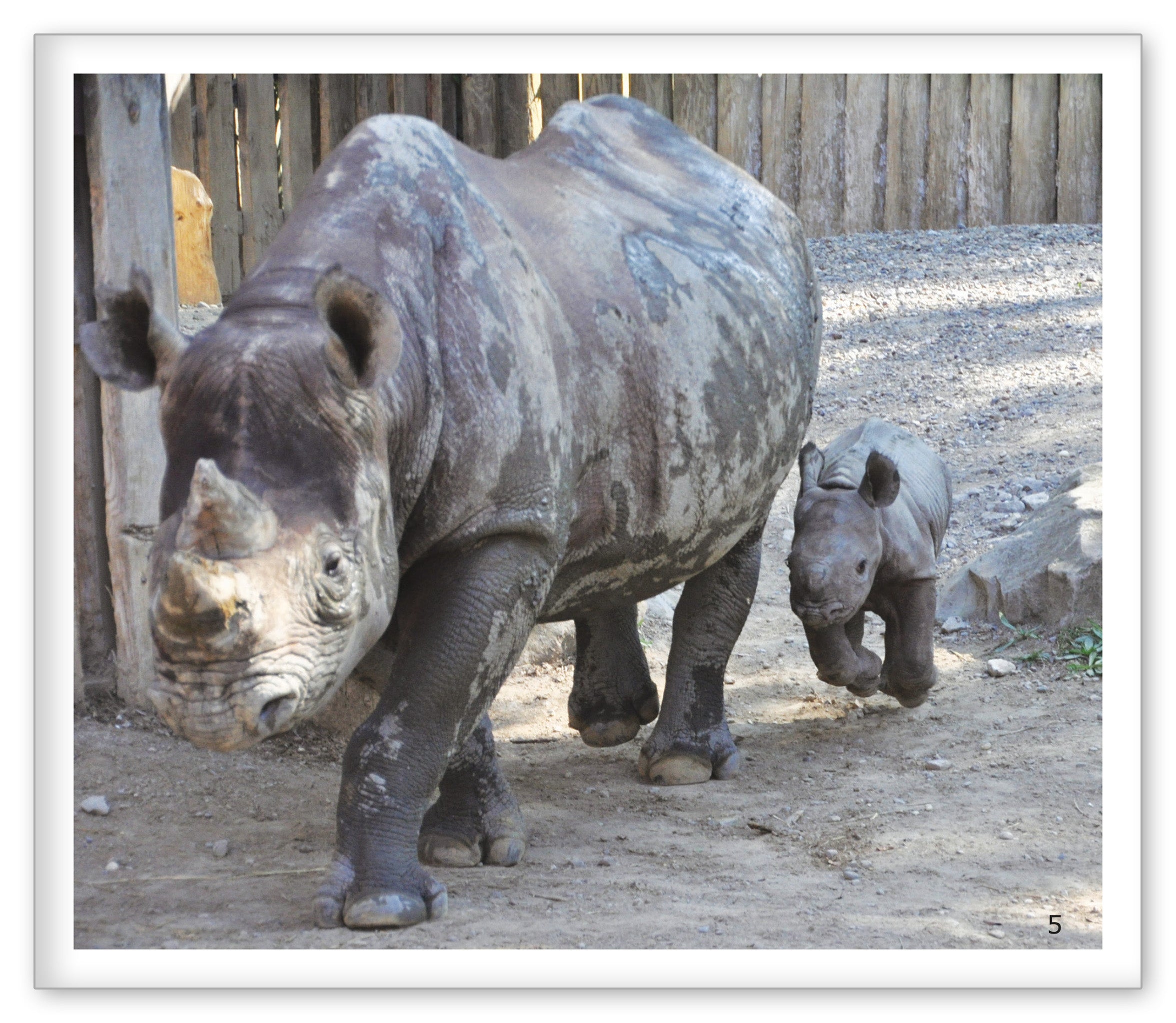 Calves at the Zoo