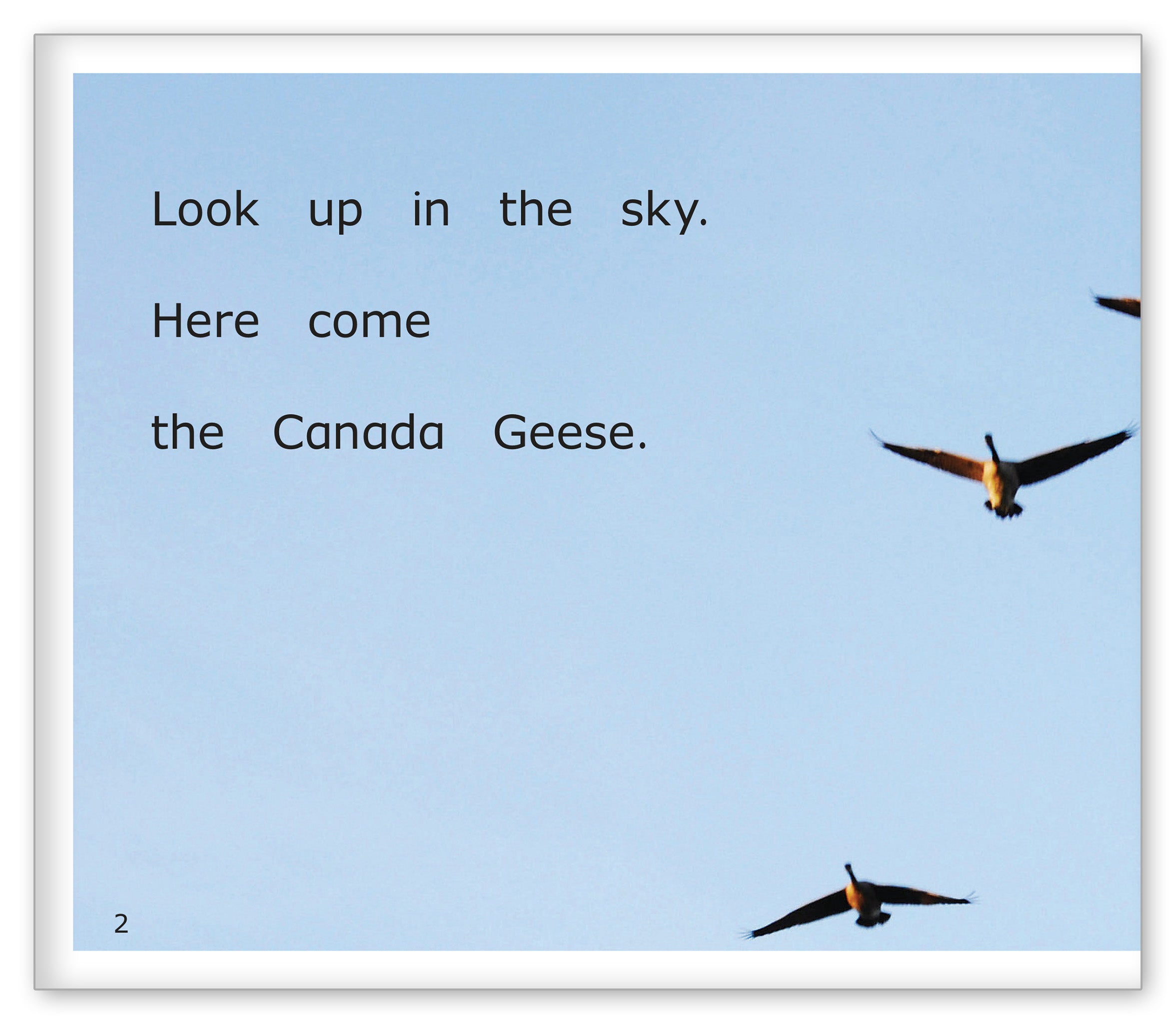 Canada Geese Around the Pond