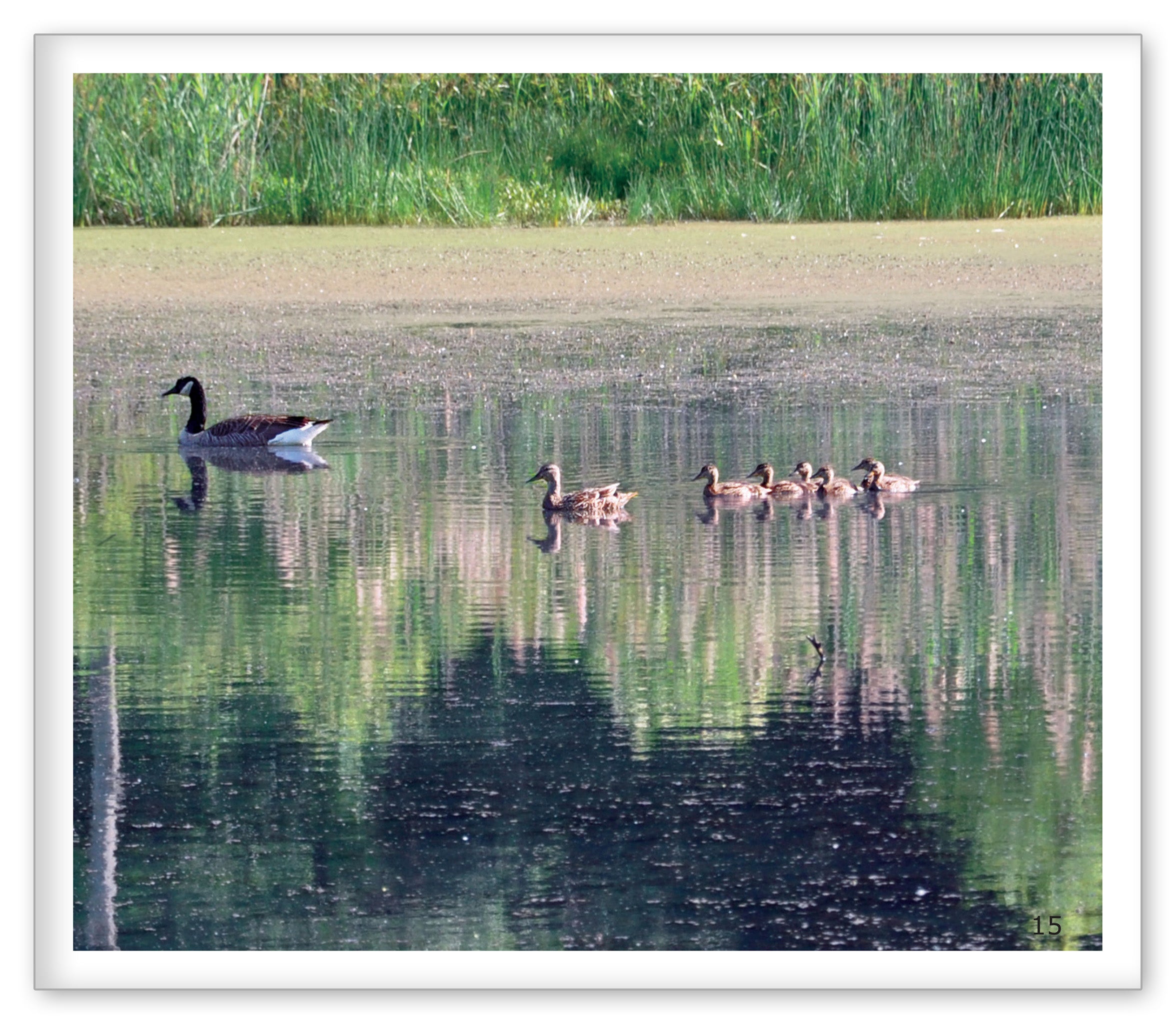 Canada Geese Around the Pond