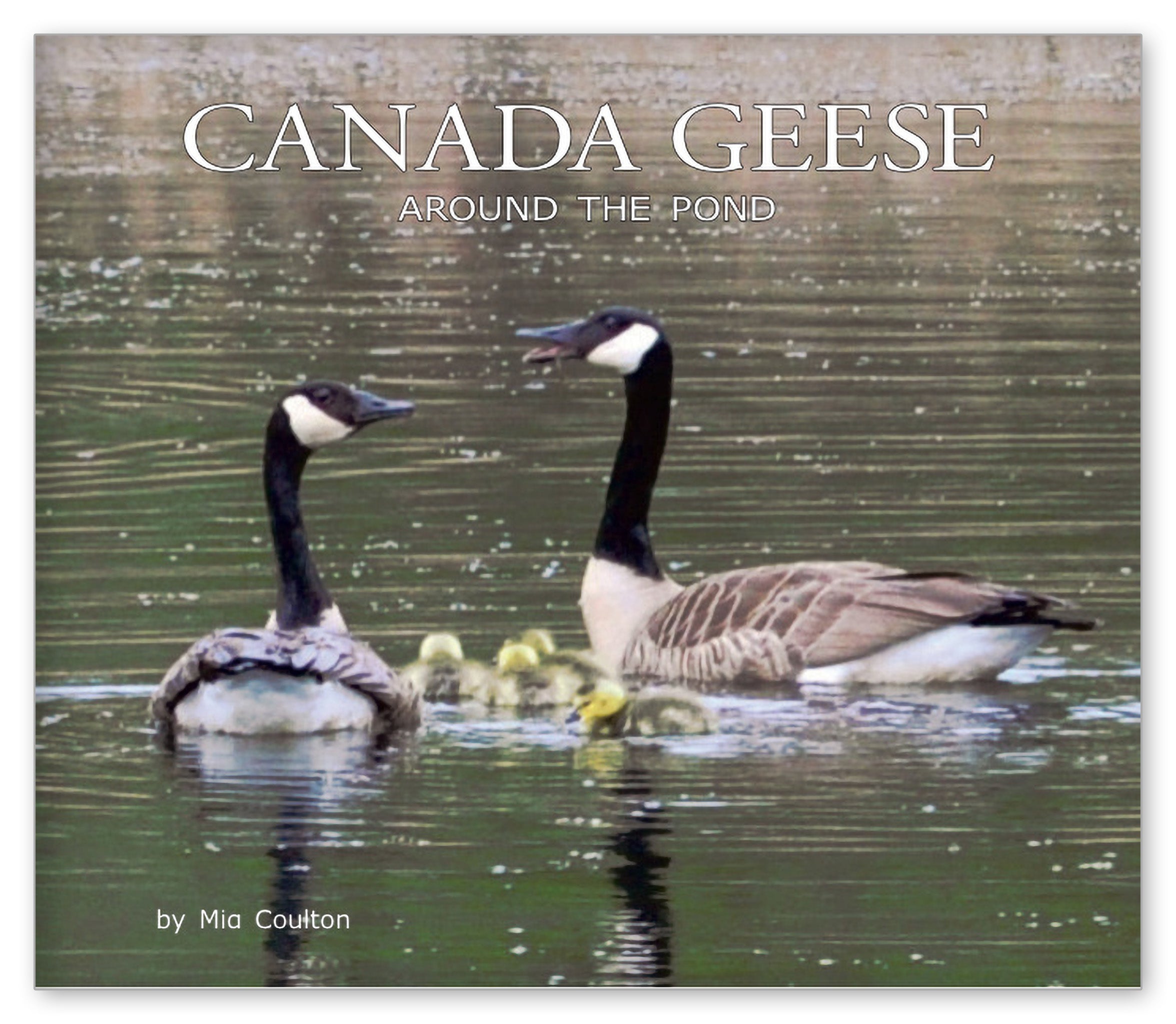 Canada Geese Around the Pond from Around the Pond