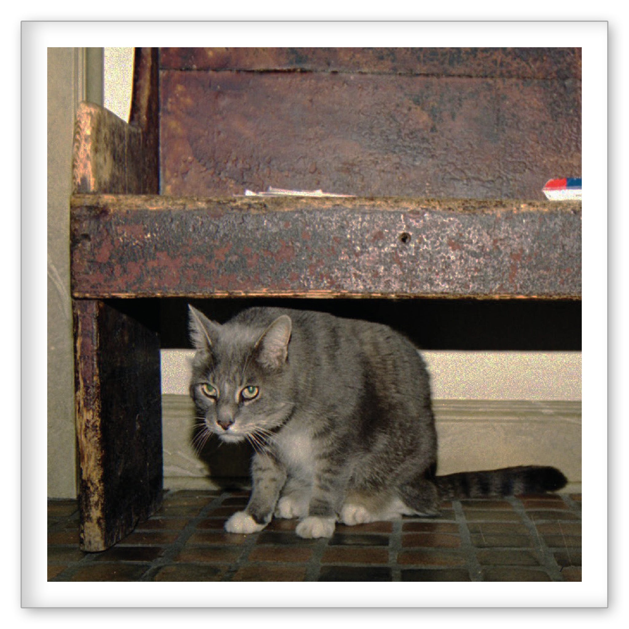 Cats Like to Hide