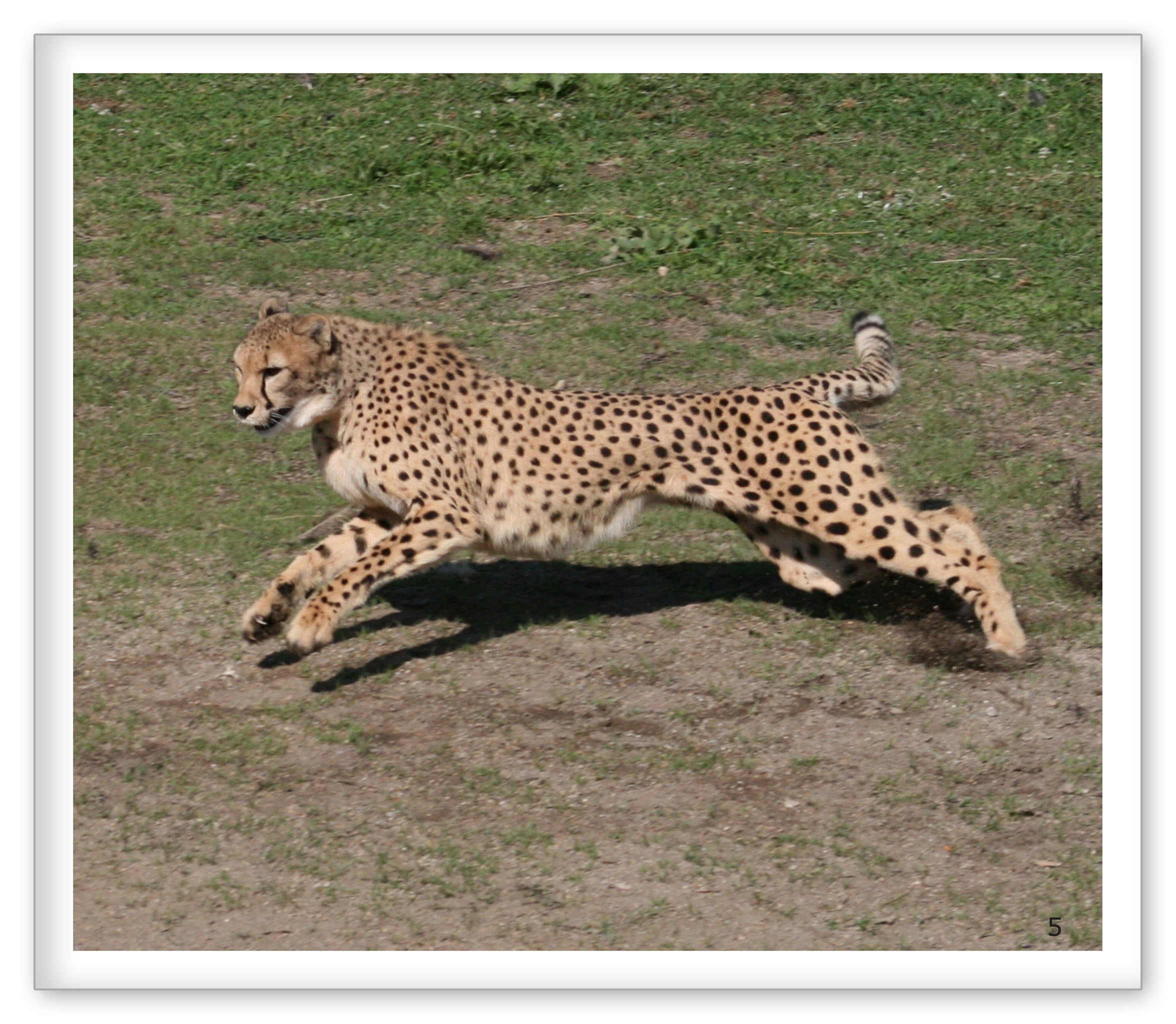 Cheetahs at the Zoo