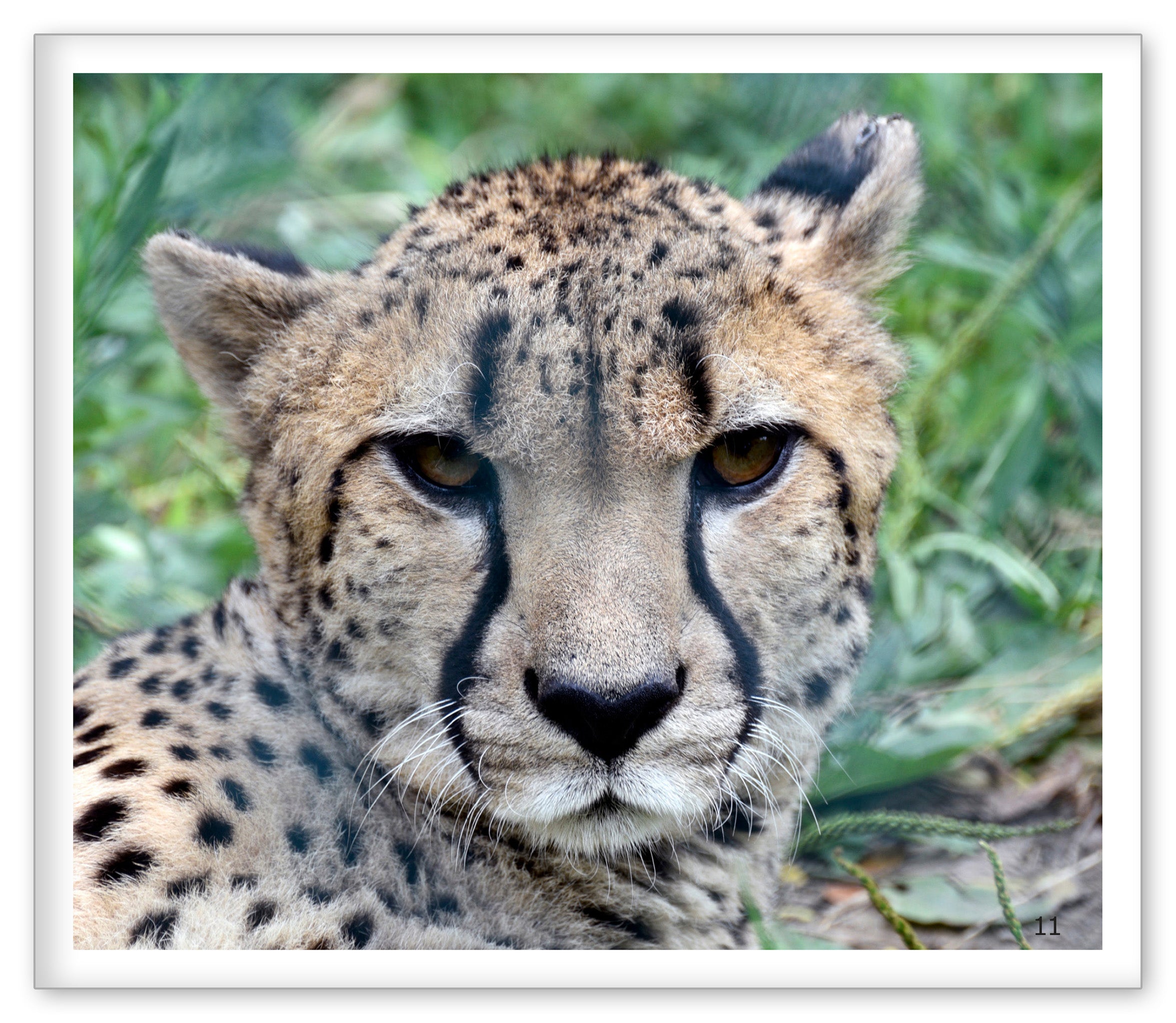 Cheetahs at the Zoo