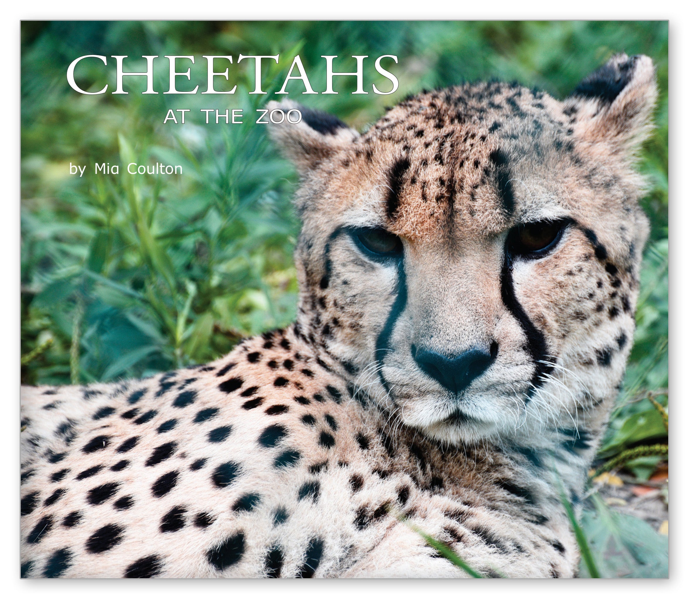 Cheetahs at the Zoo from At the Zoo