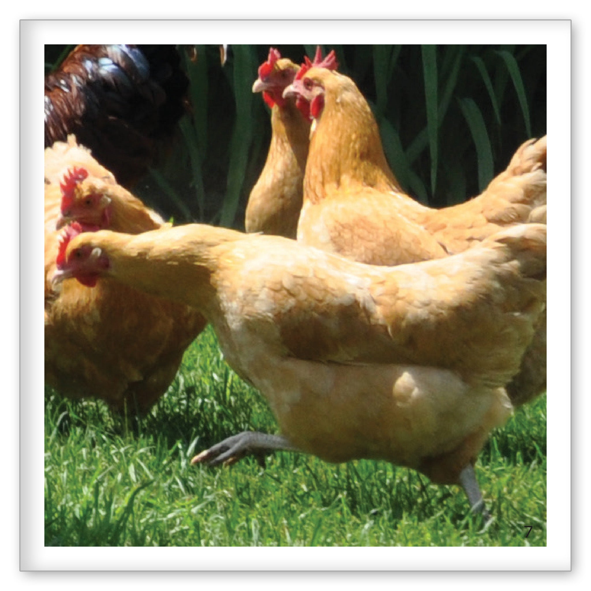 Chickens