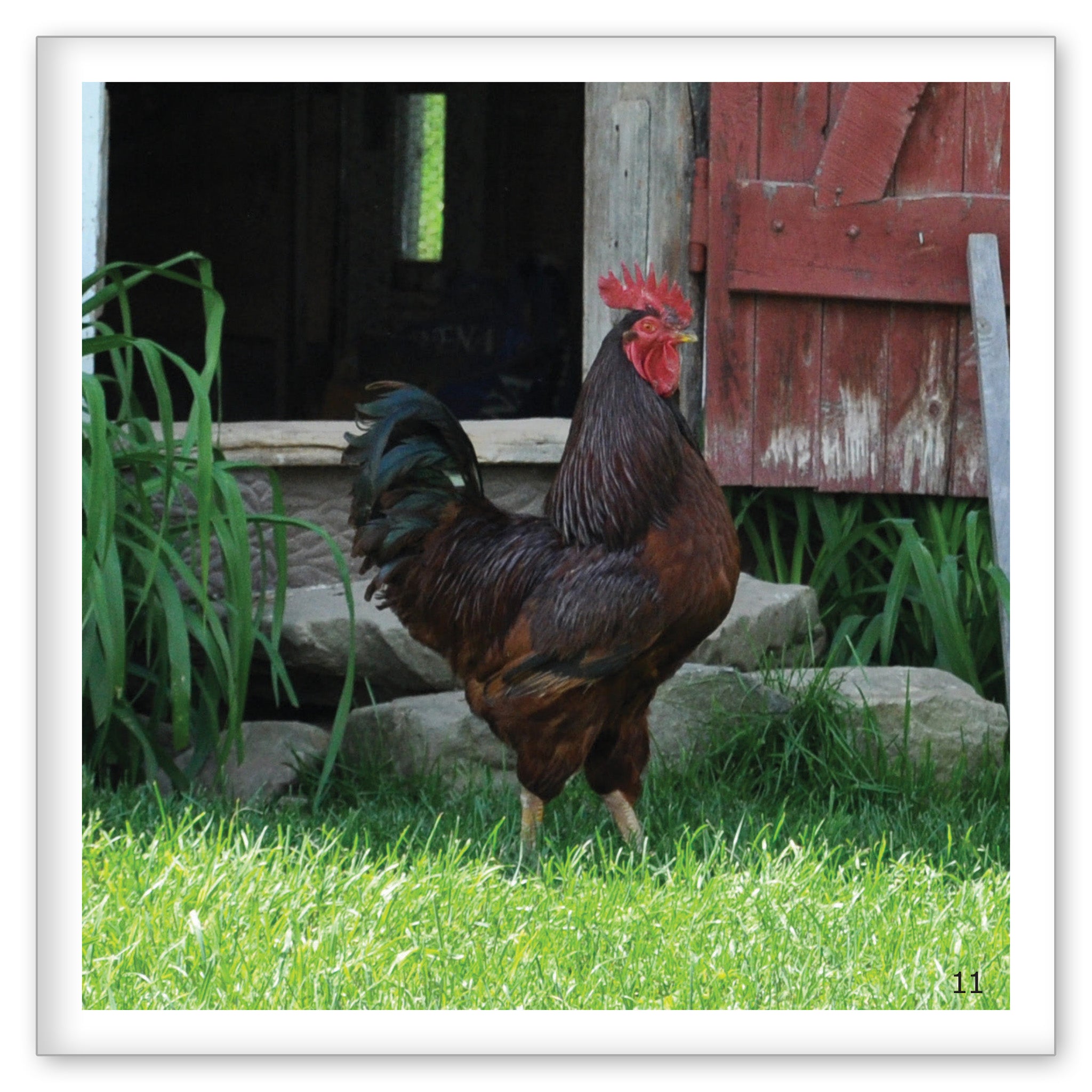 Chickens