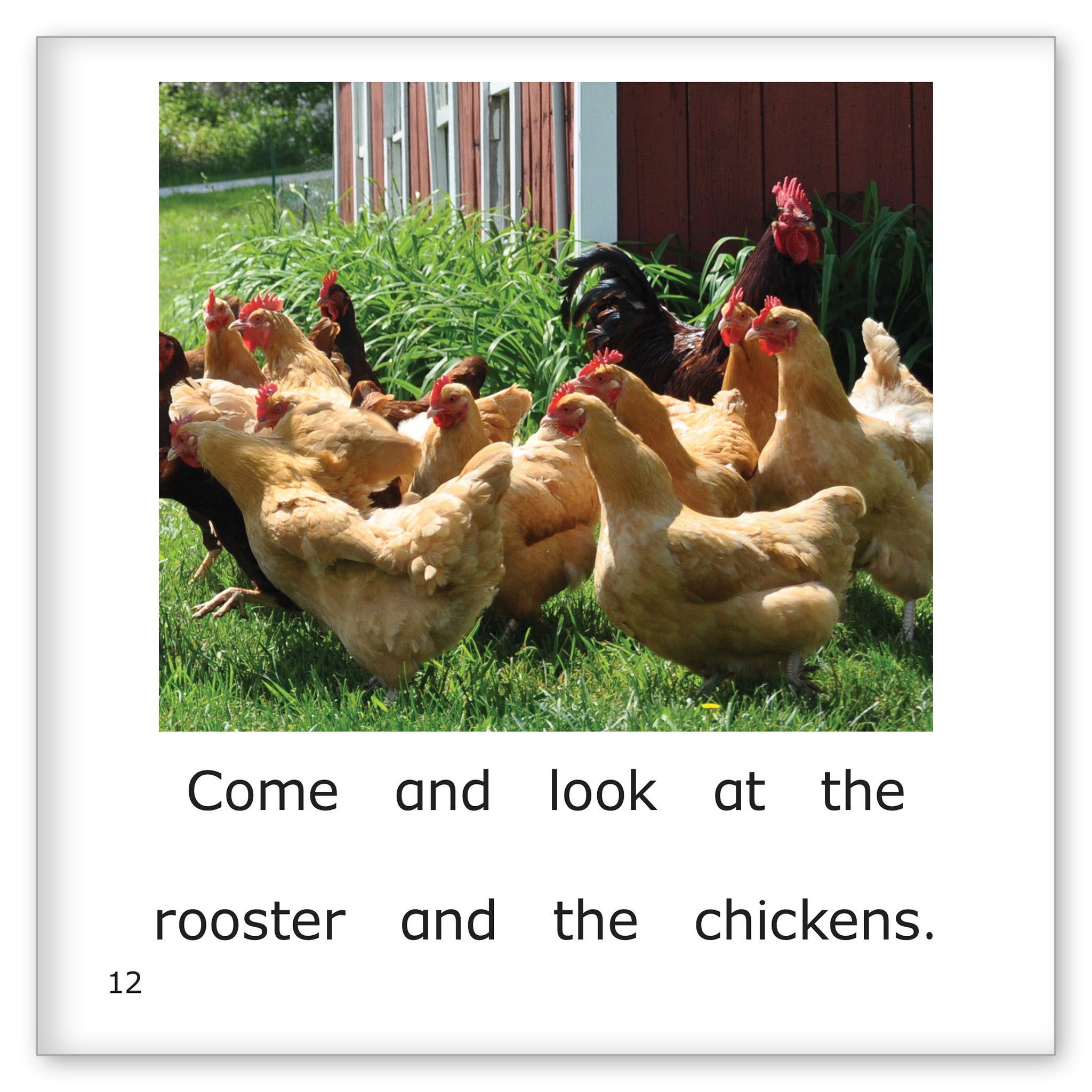 Chickens