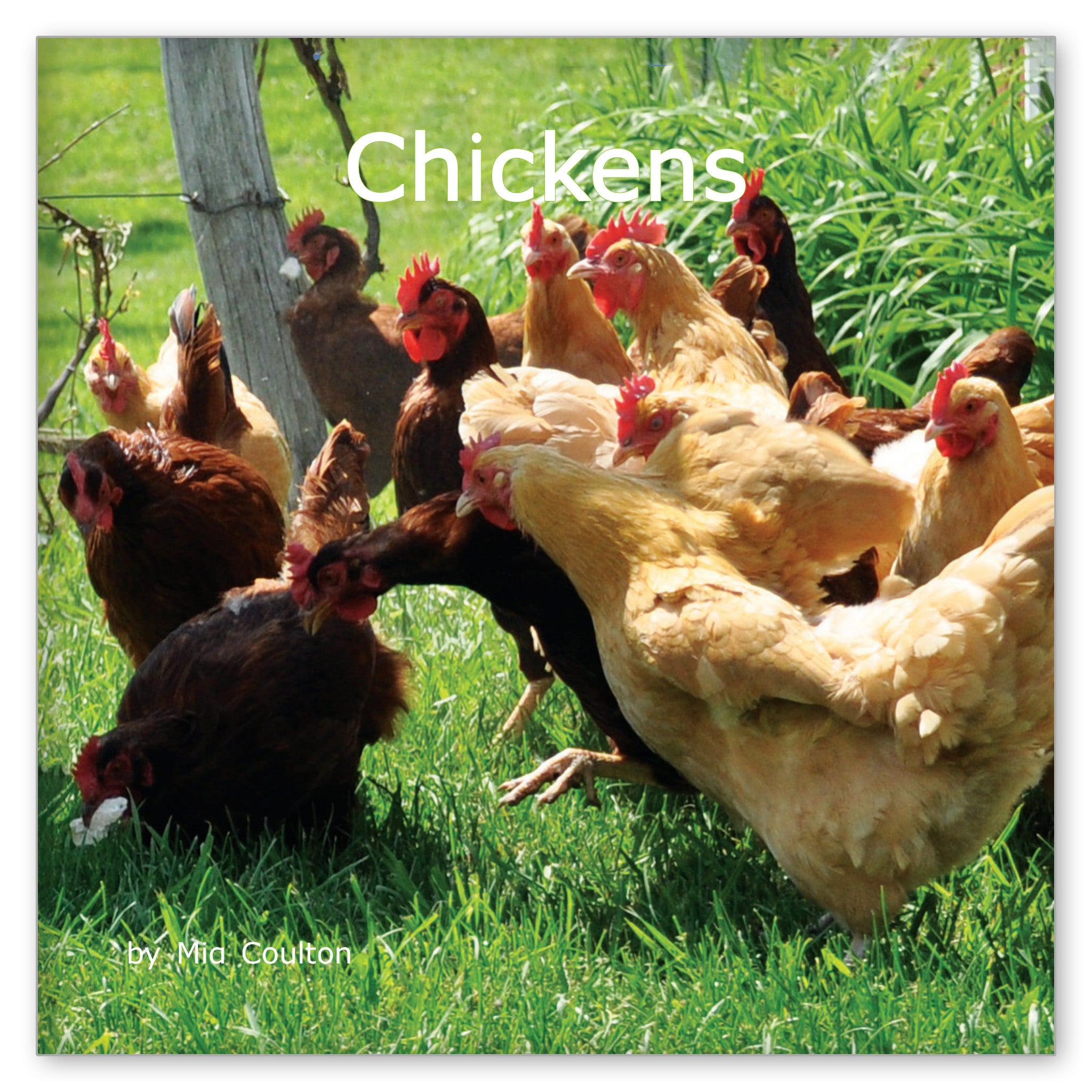 Chickens from Favorite Farm Animals