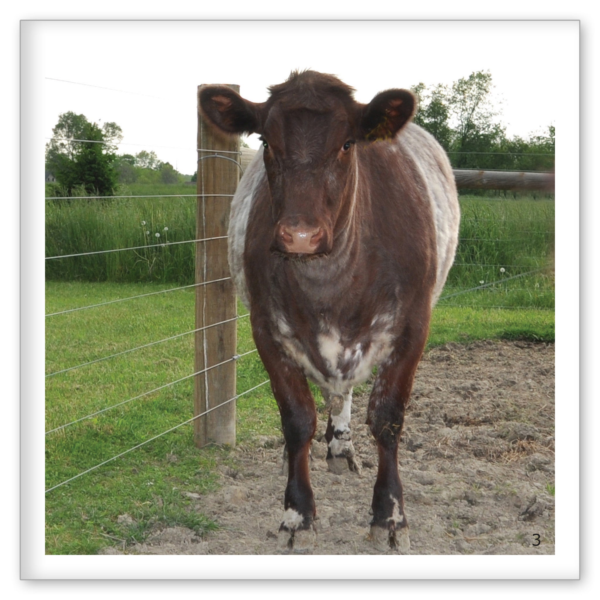 Cows