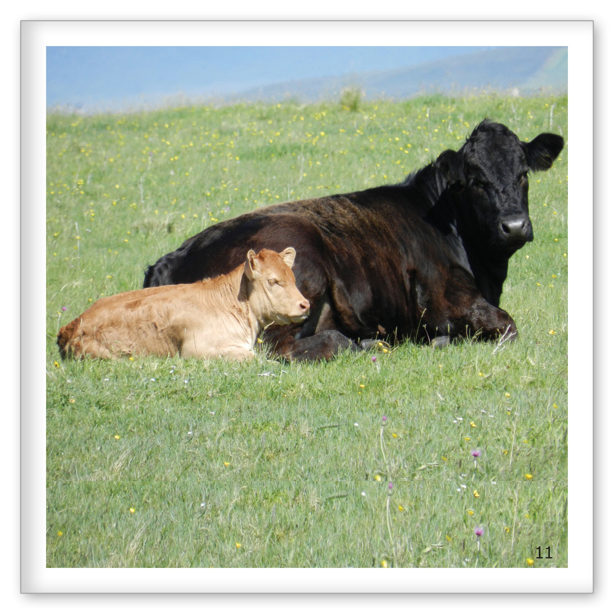 Cows