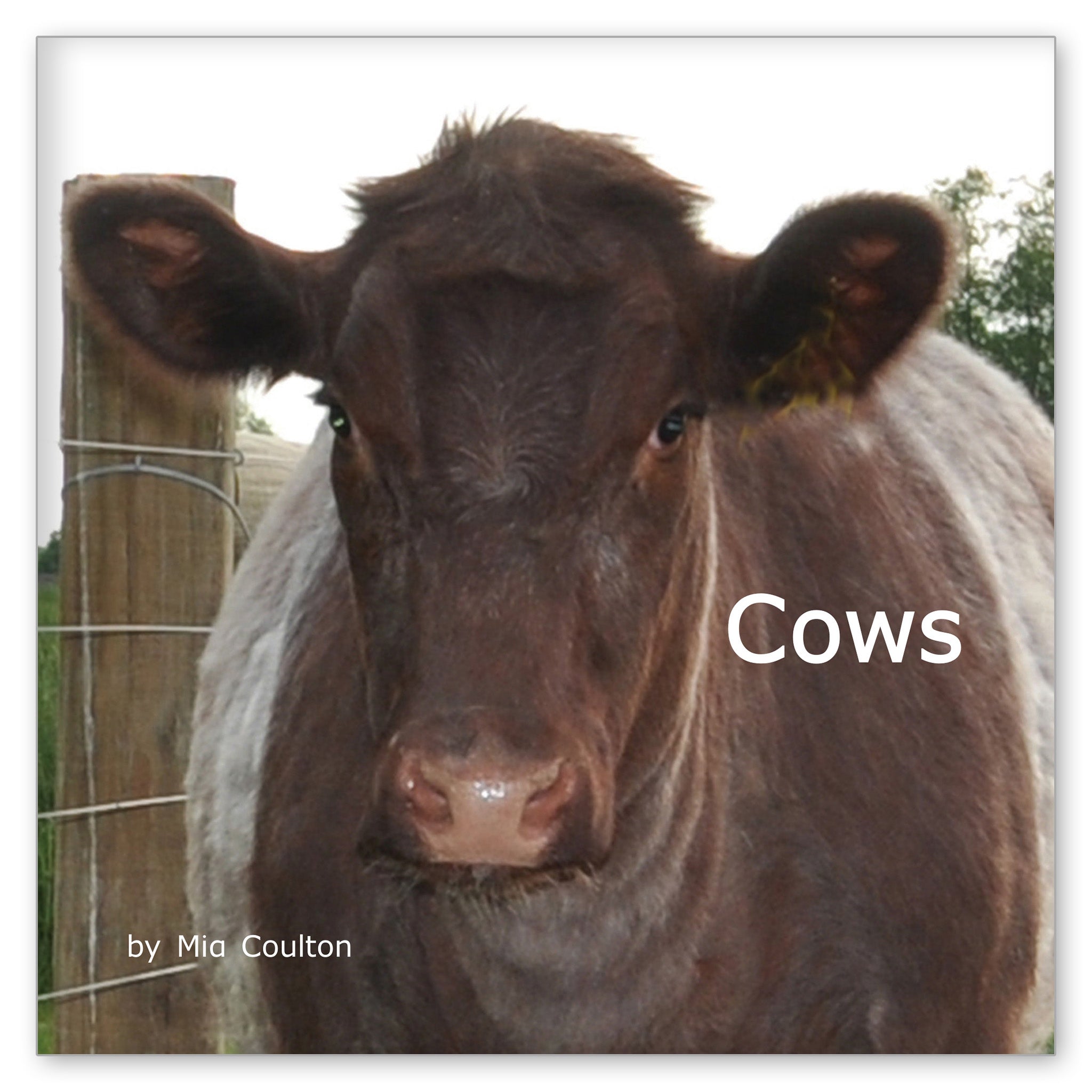 Cows from Favorite Farm Animals