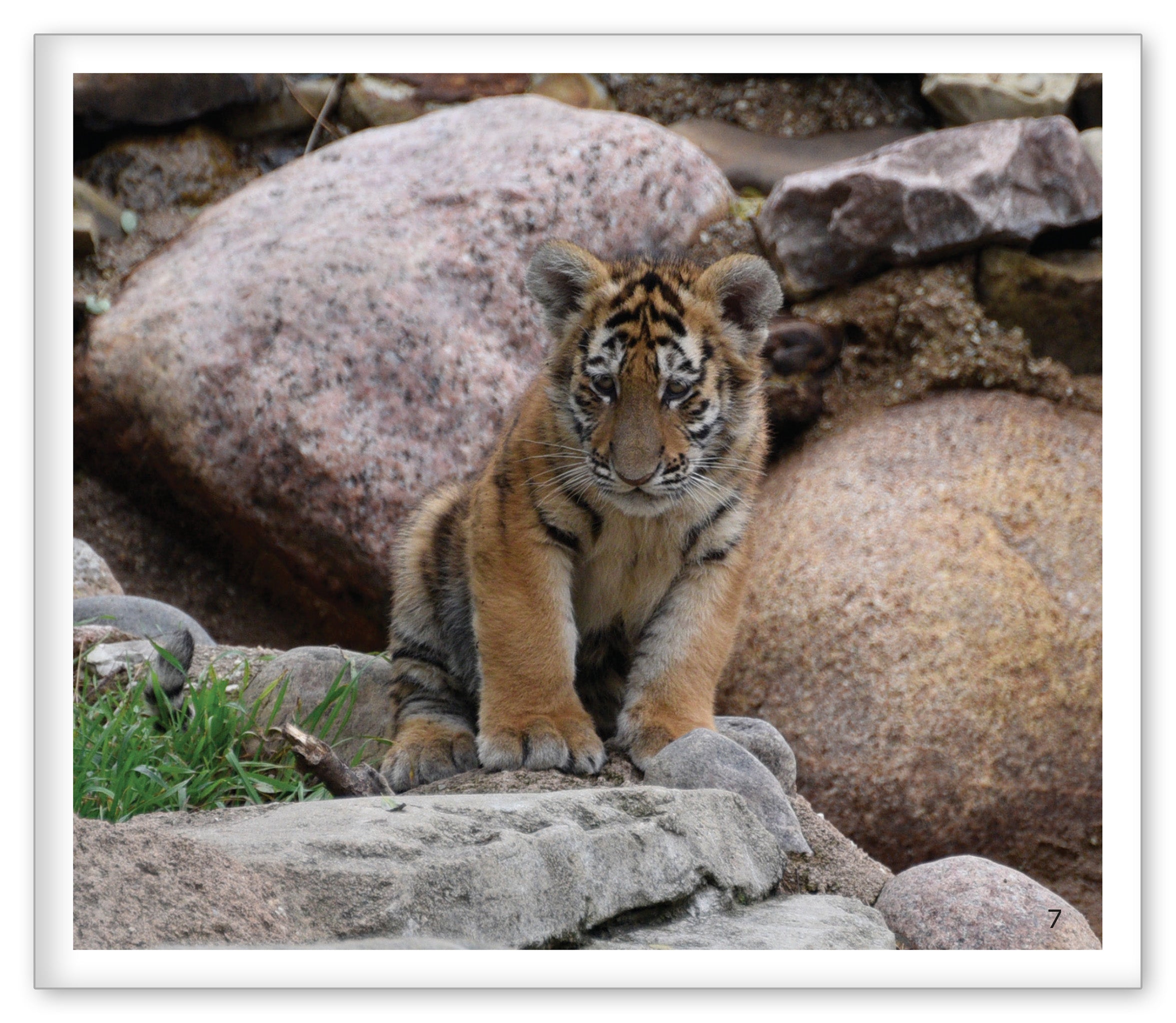 Cubs at the Zoo