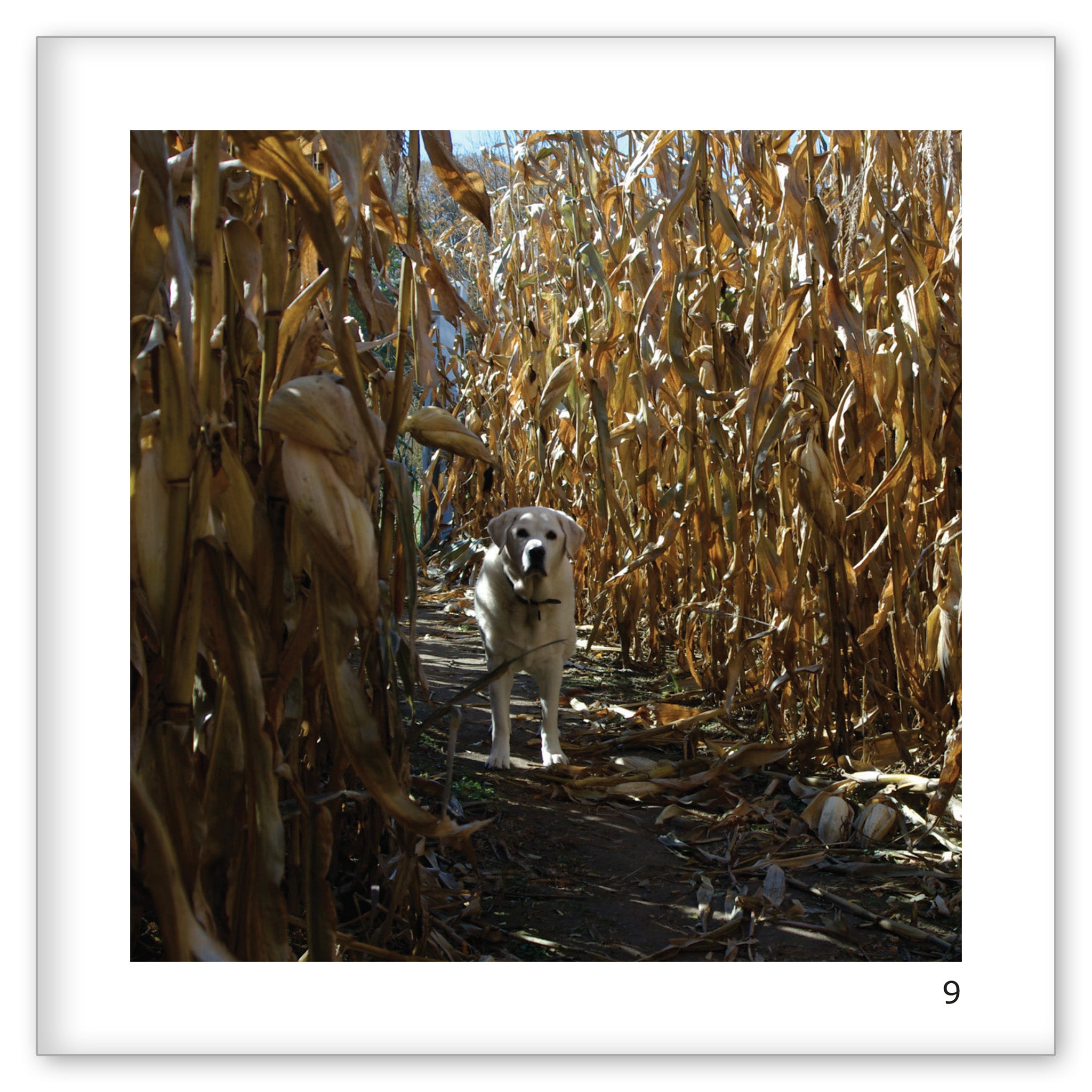 Danny and the Corn Maze