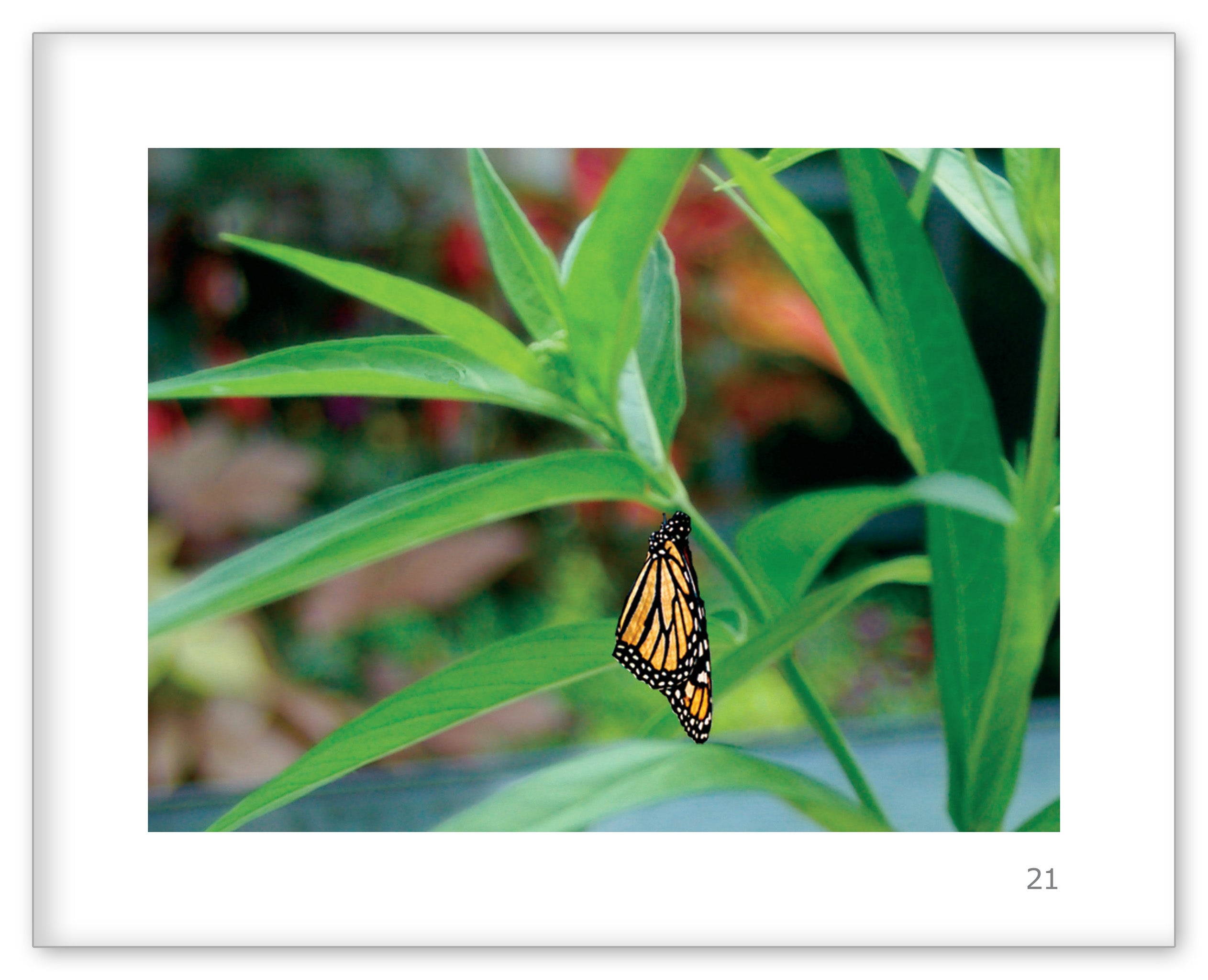 Danny and the Monarch Butterfly