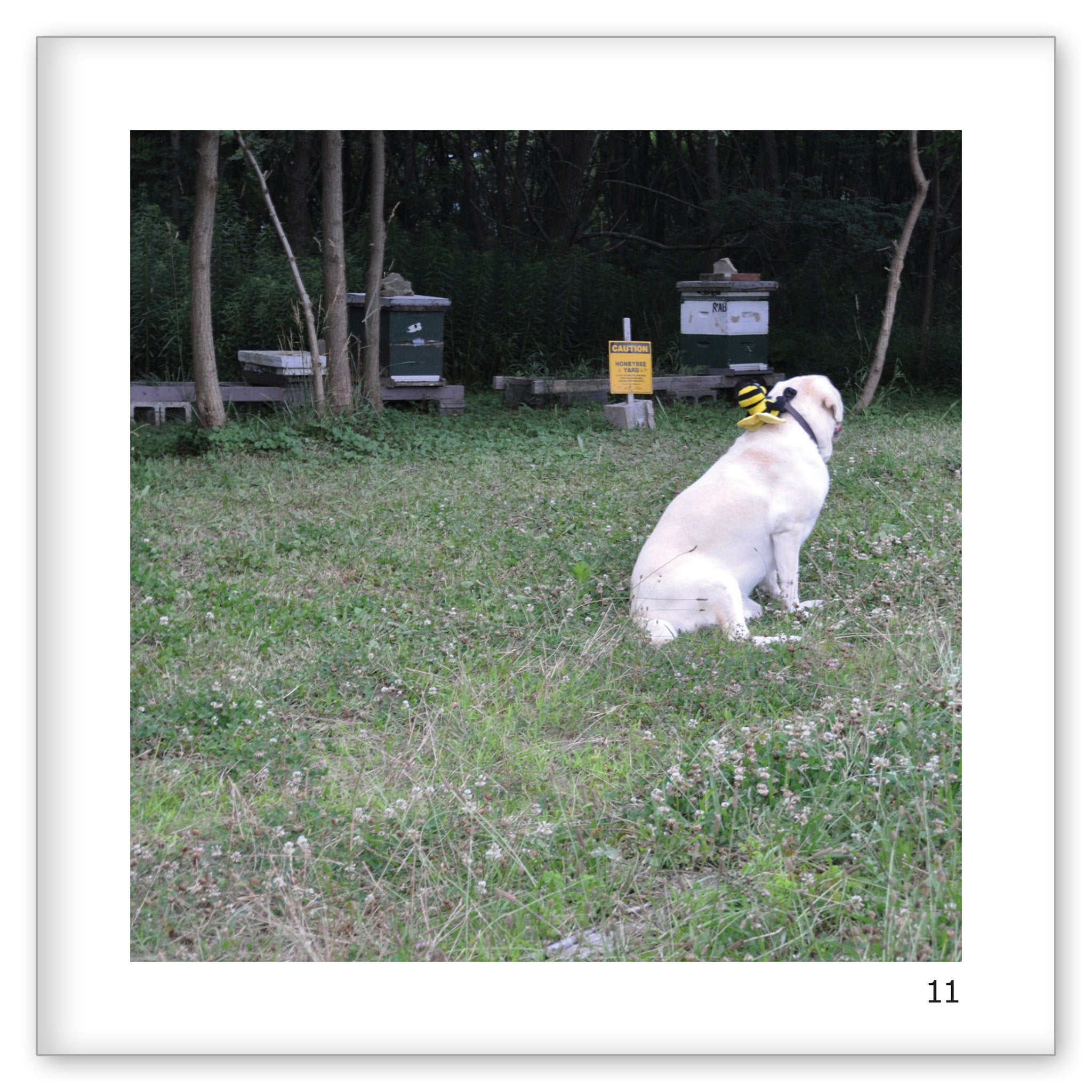 Danny Looks for a Honeybee Yard