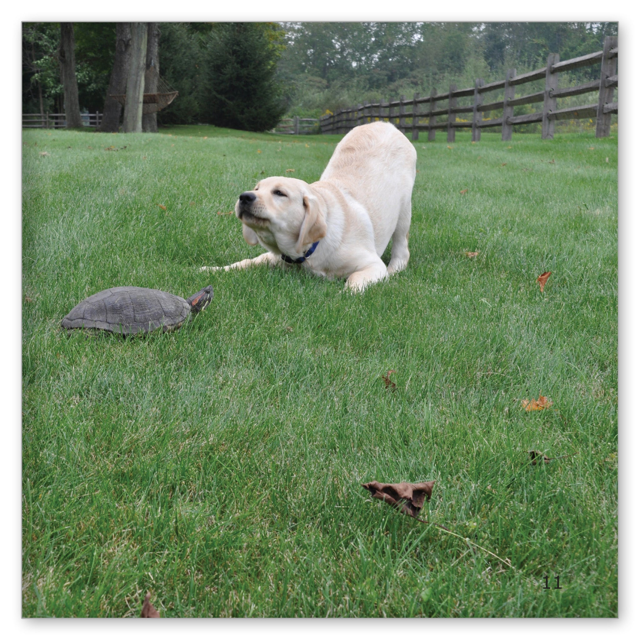 Danny, Norman and the Turtle