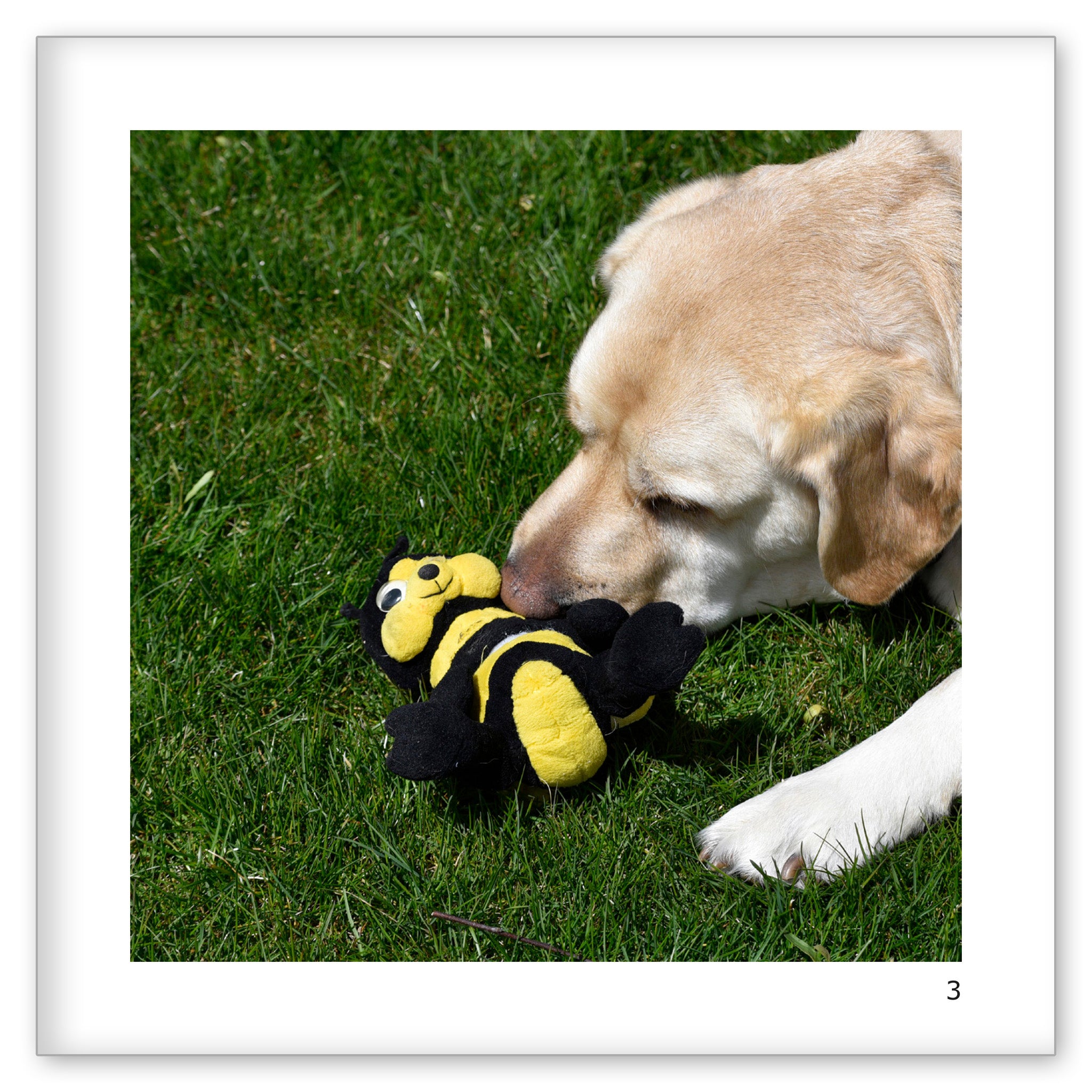 Danny's Bee Goes to the Hospital
