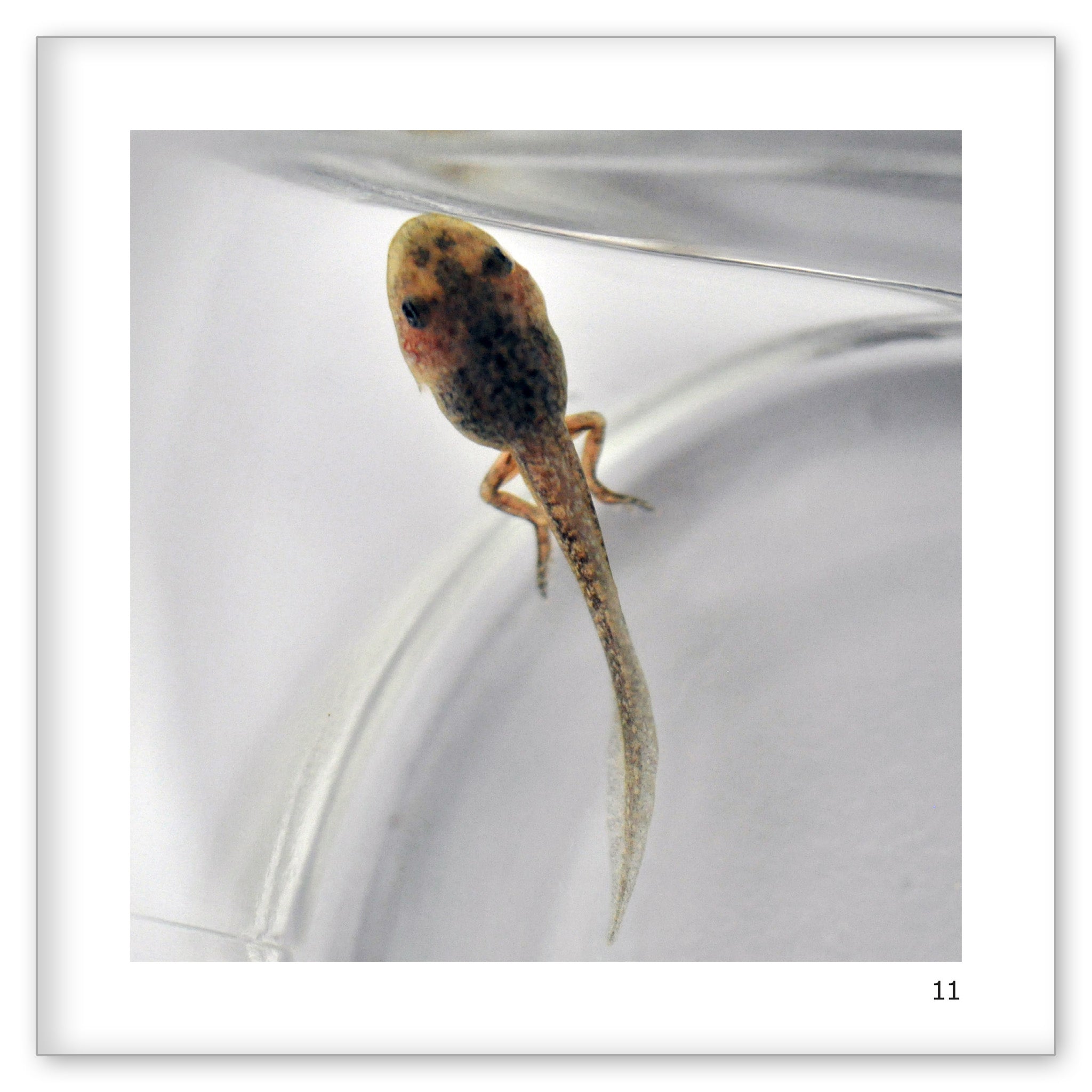 Danny's Tadpoles