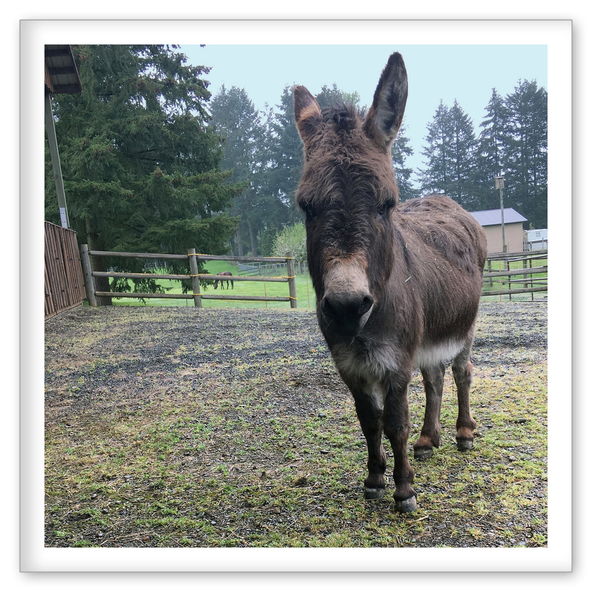Donkeys