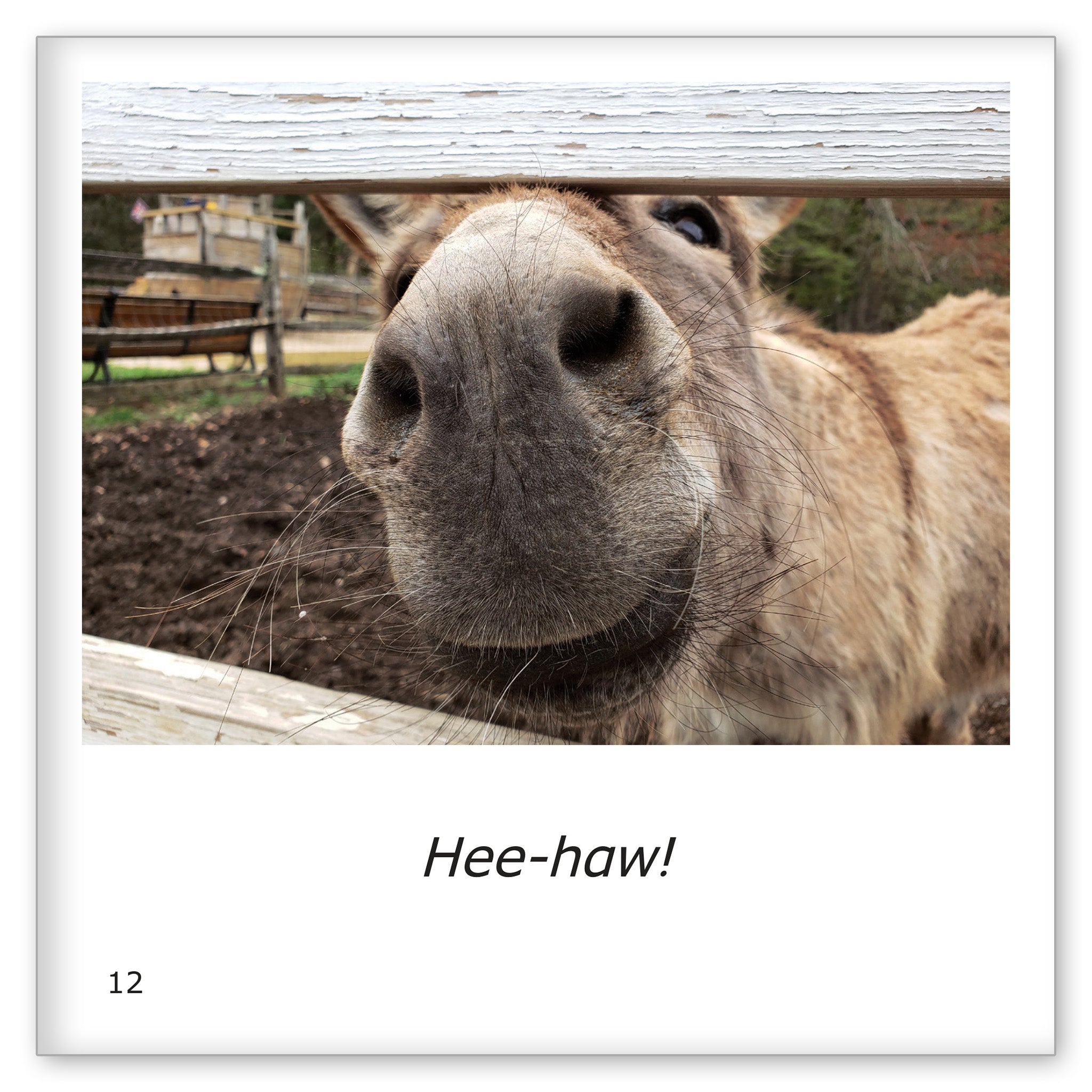 Donkeys