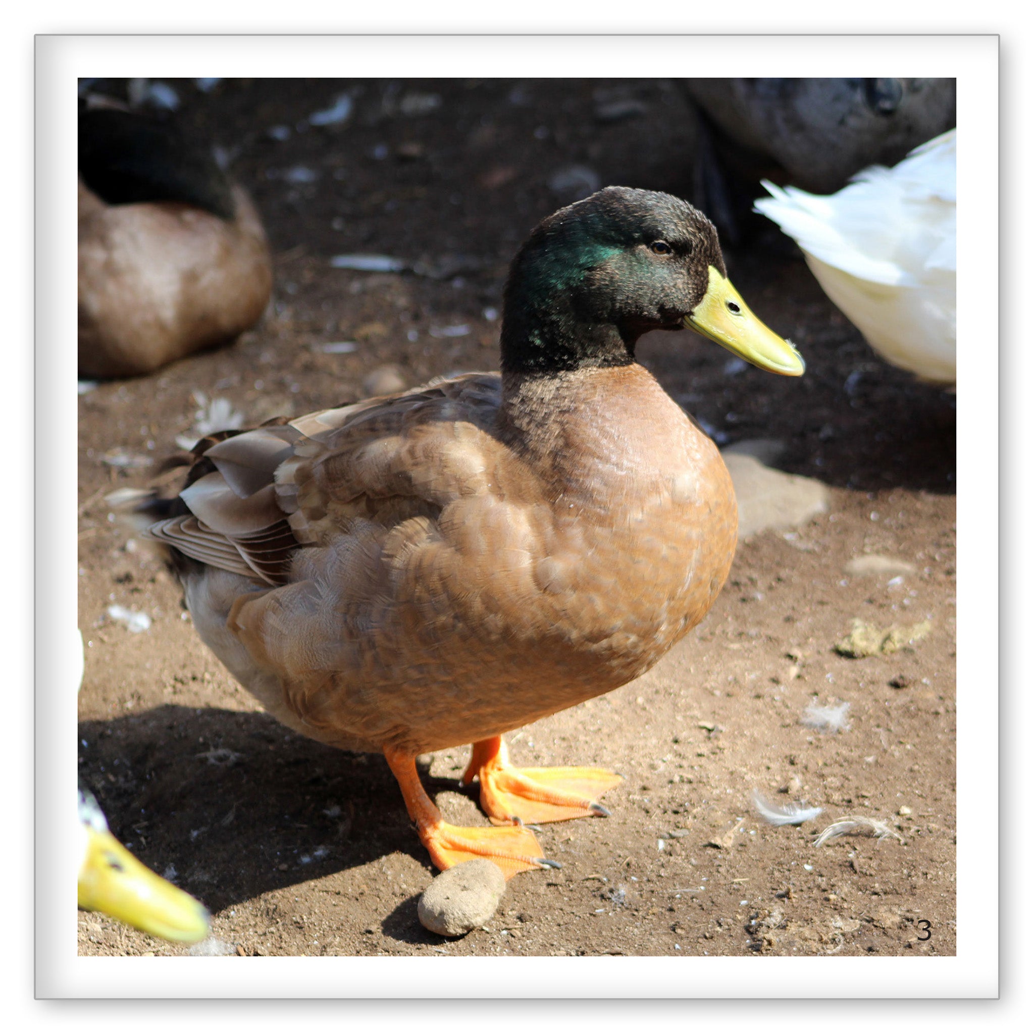 Duck, Duck, Goose!