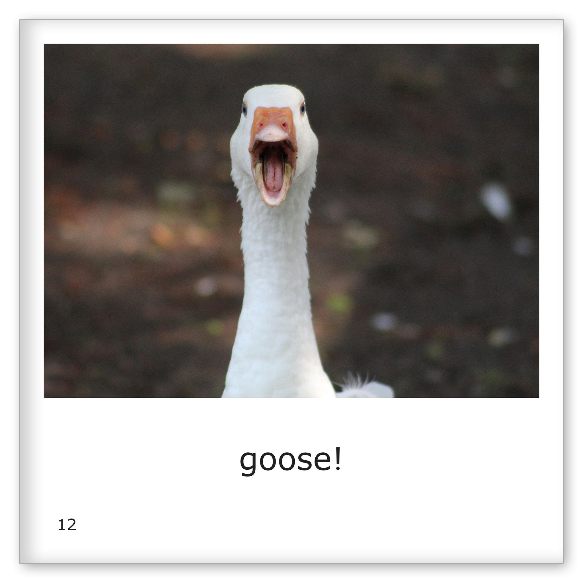Duck, Duck, Goose!
