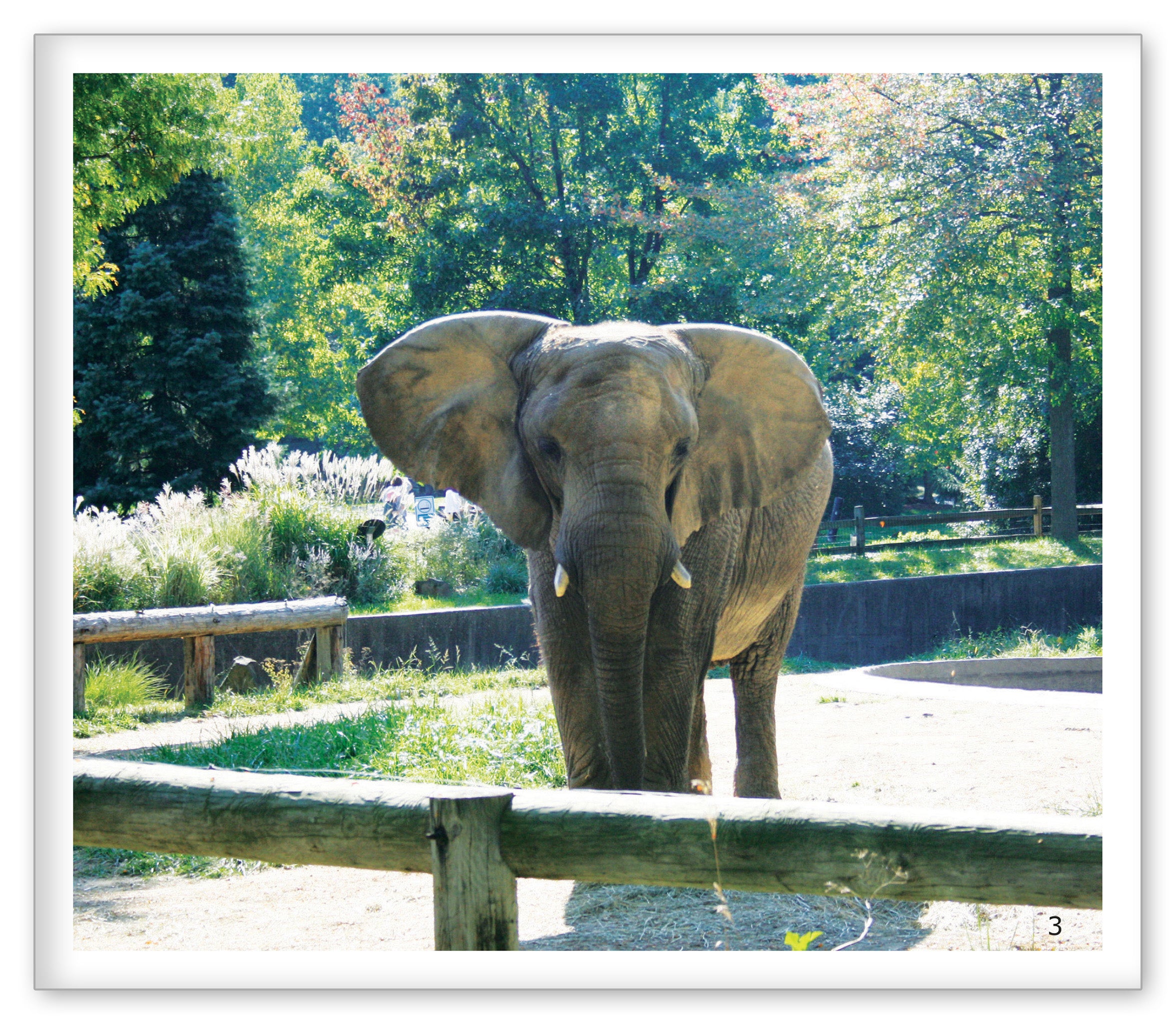 Elephants at the Zoo