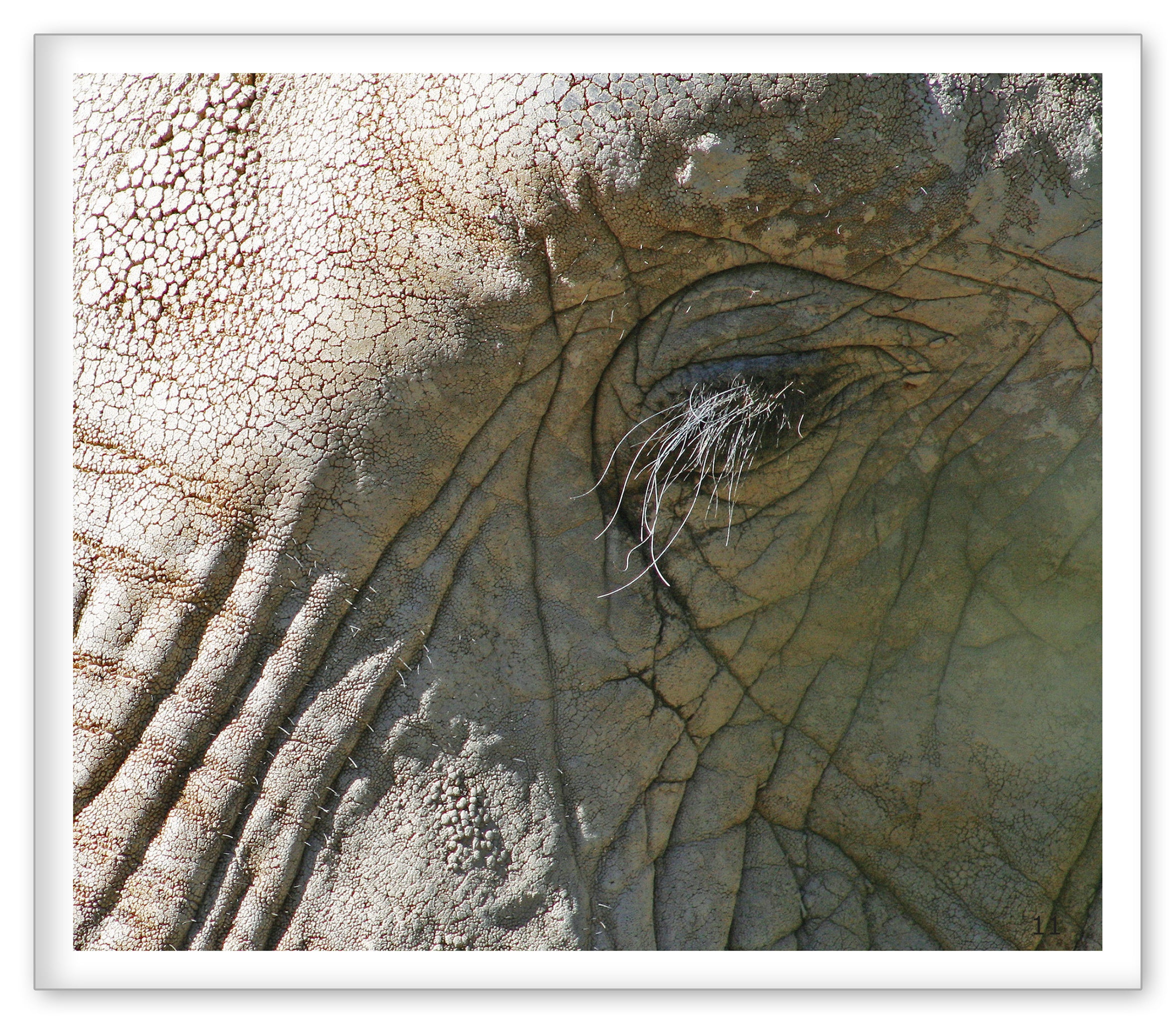 Elephants at the Zoo