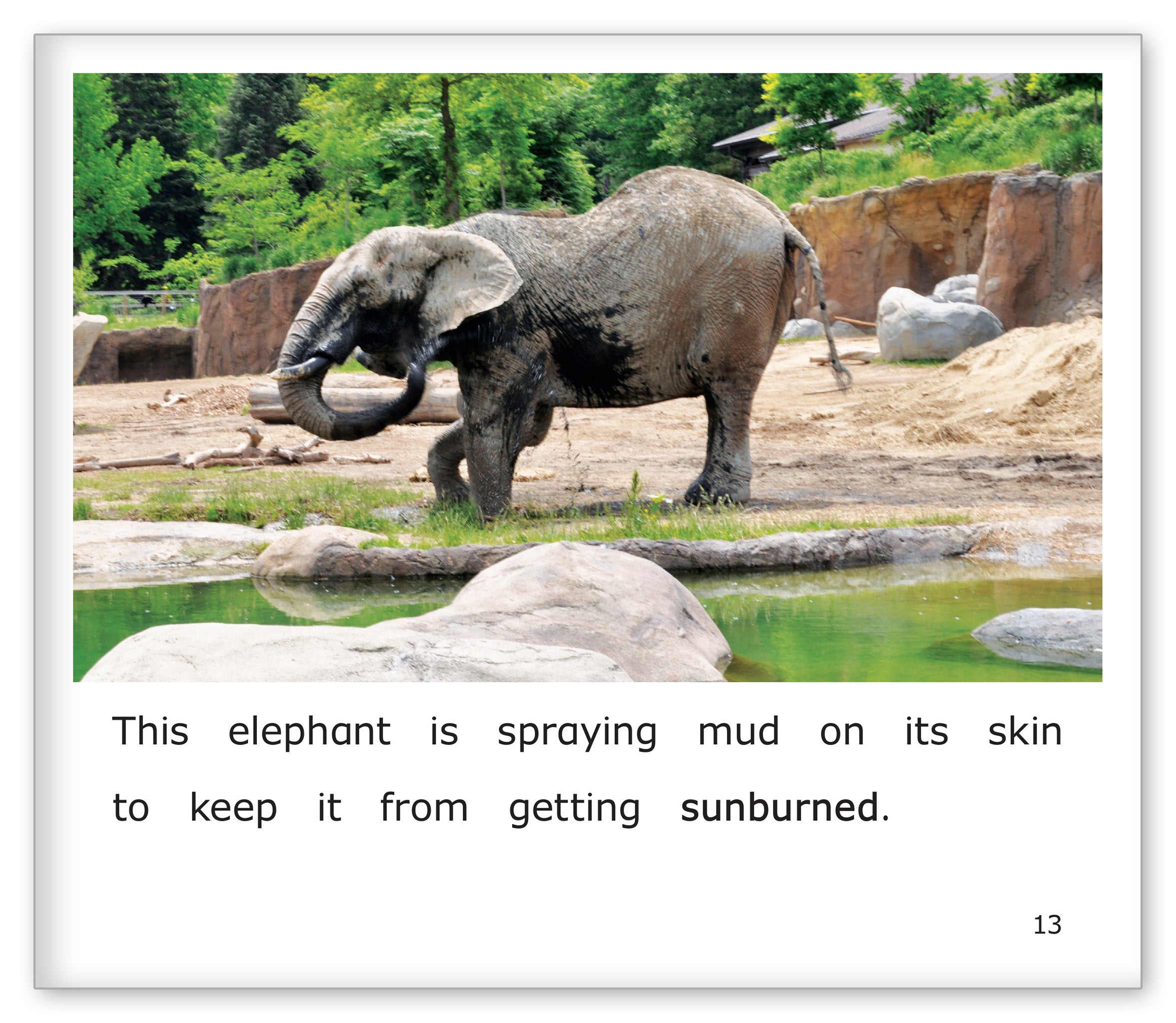 Elephants at the Zoo
