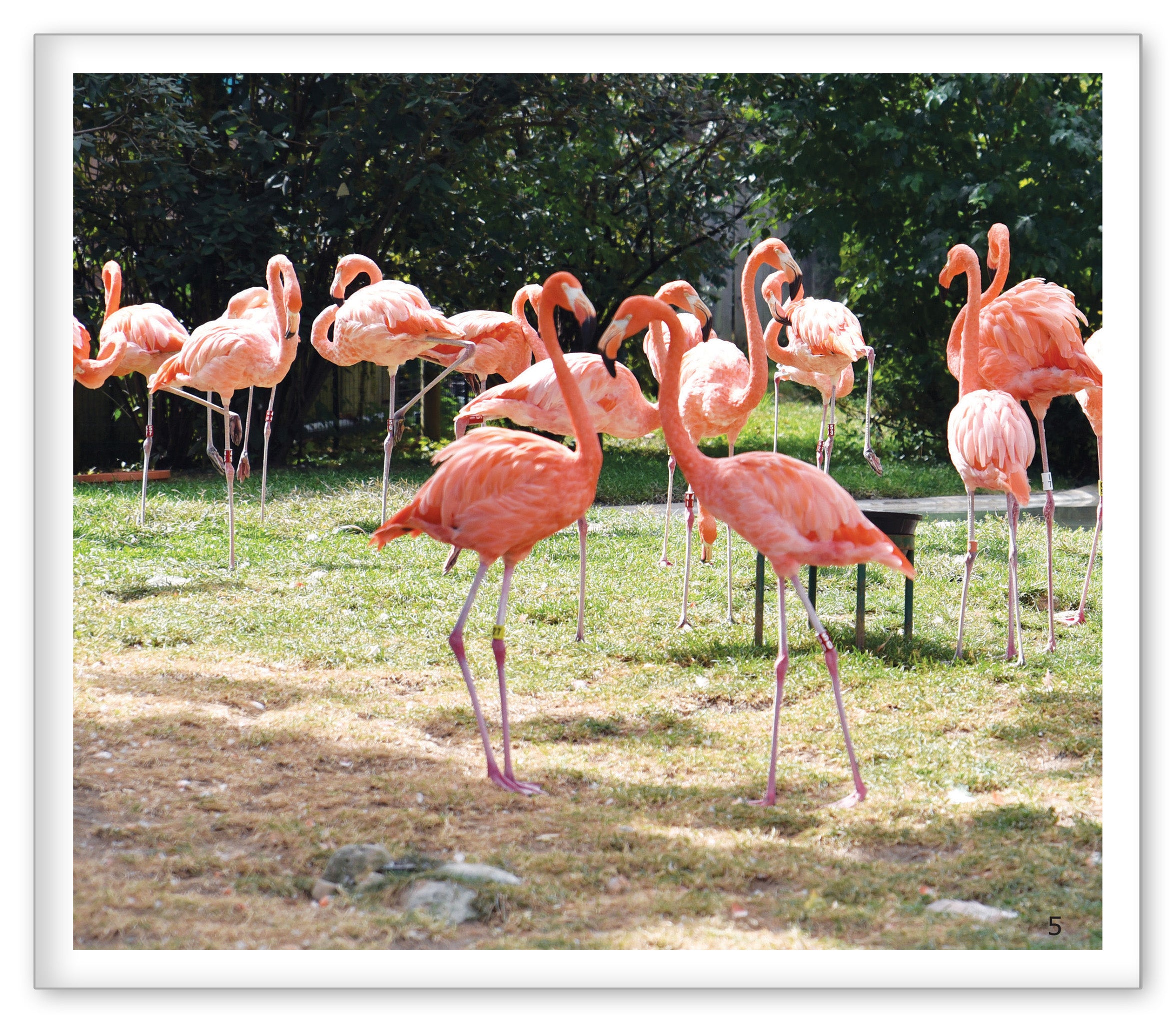 Flamingos at the Zoo