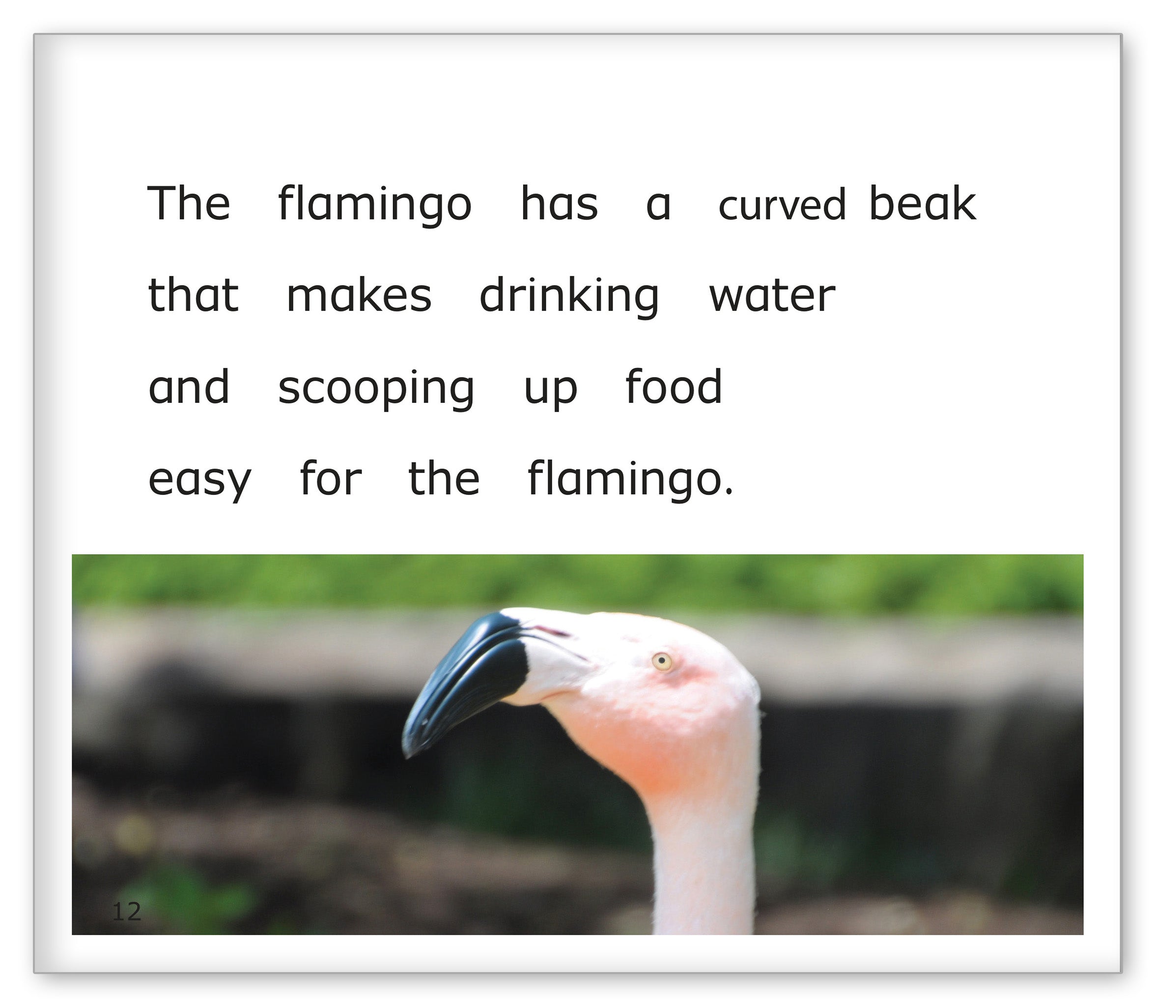 Flamingos at the Zoo