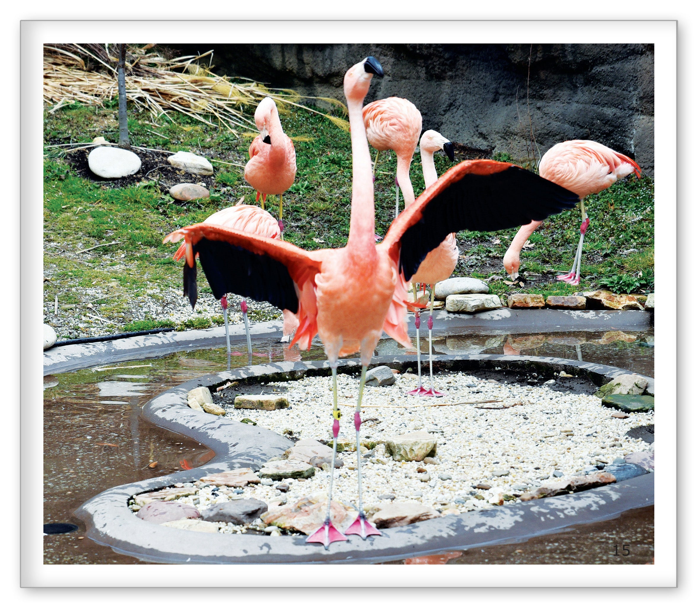 Flamingos at the Zoo